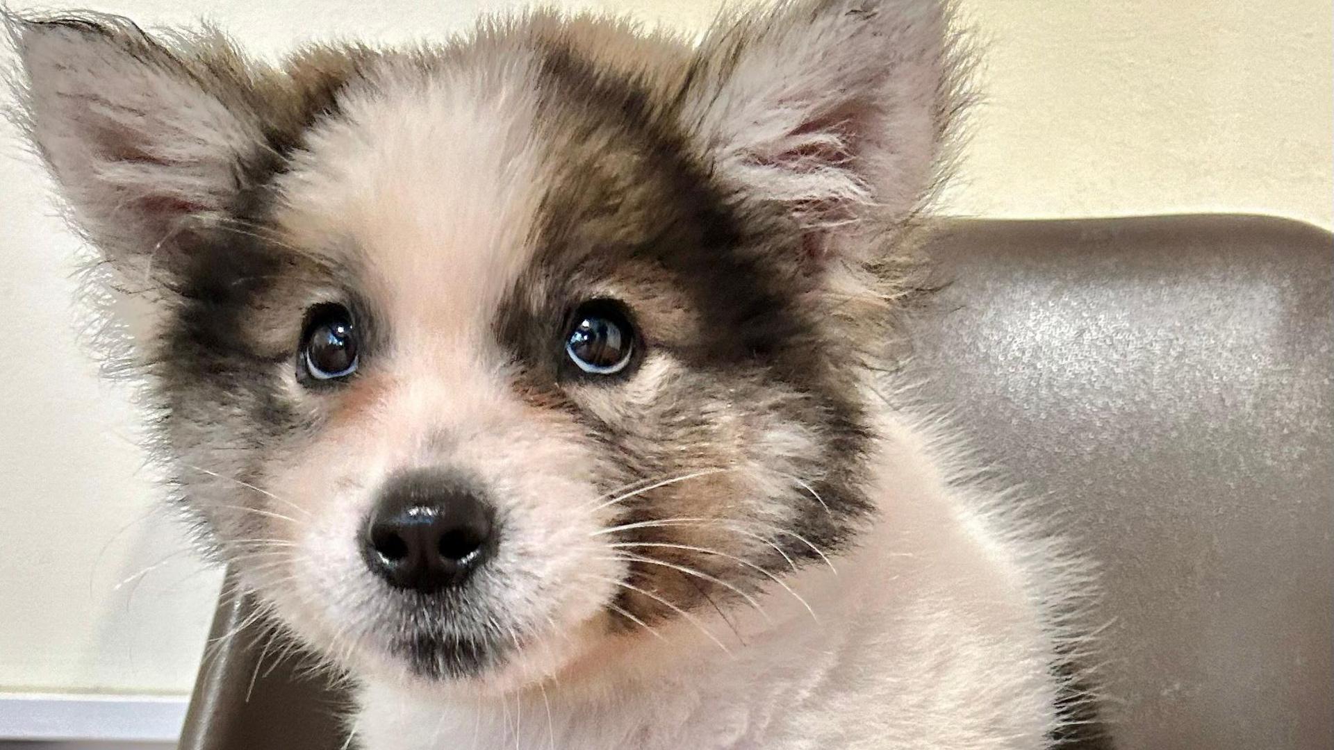 A white and grey dog looks into the camera