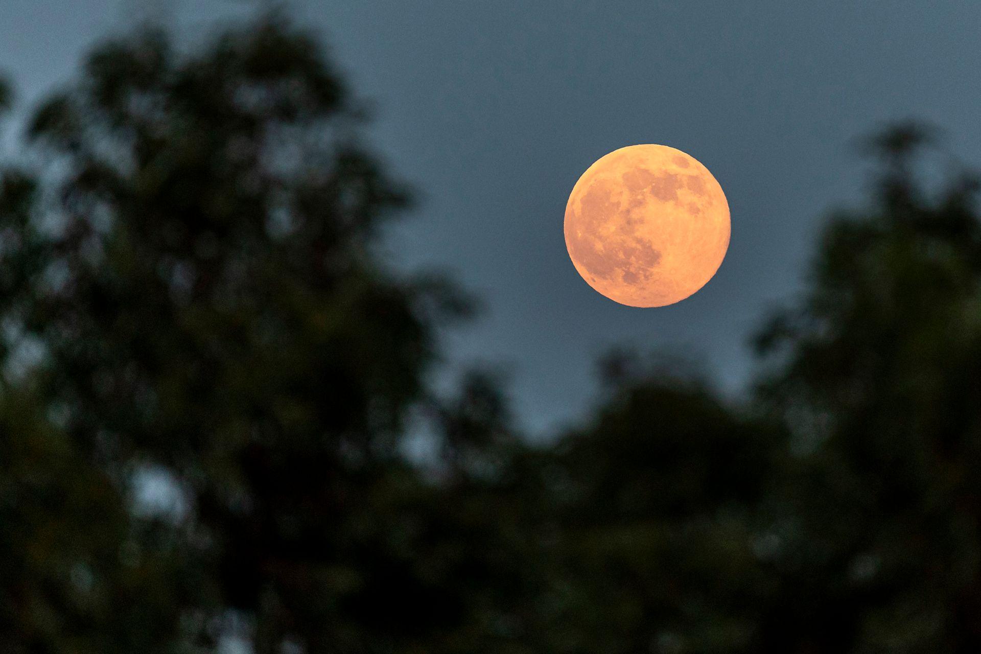 The orange moon is pictured against a treeline while dusk sets in Cyprus on Wednesday.