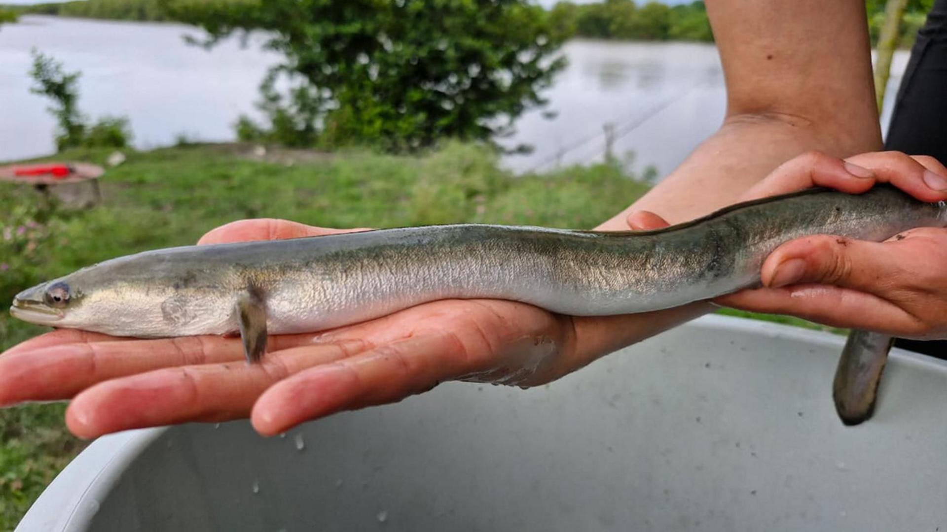 A long, silvery eel is being held over a white bucket. It has a silver underside and dark grey back, with one tiny fin visible. 