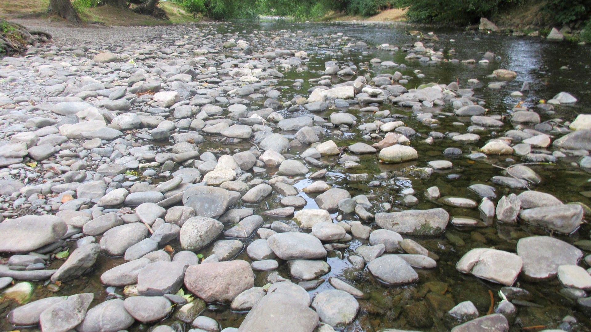 The river Elwy. The bank is made up of pebbles, with the river behind it. Trees line both banks. 