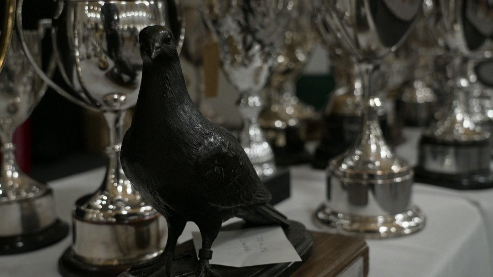 A pigeon with dark feathers stands next to a silver trophy on a table covered with a white cloth