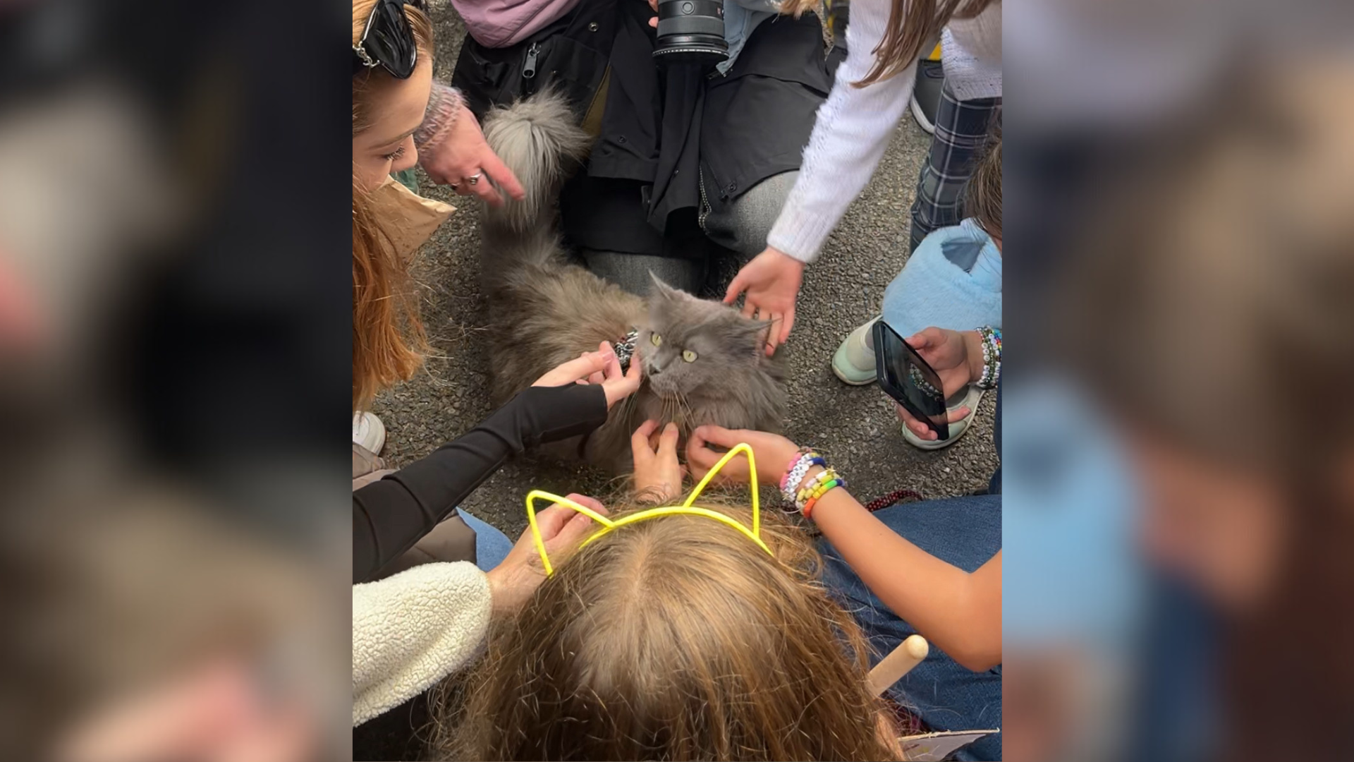 A fluffy, toothless cat named Ashai rushes out to receives pets from visitors on the Brighton Cat Tour. Five hands from the crowd surround the cat and pet them while crouched on their level. Some hands hold phones to record the interaction.