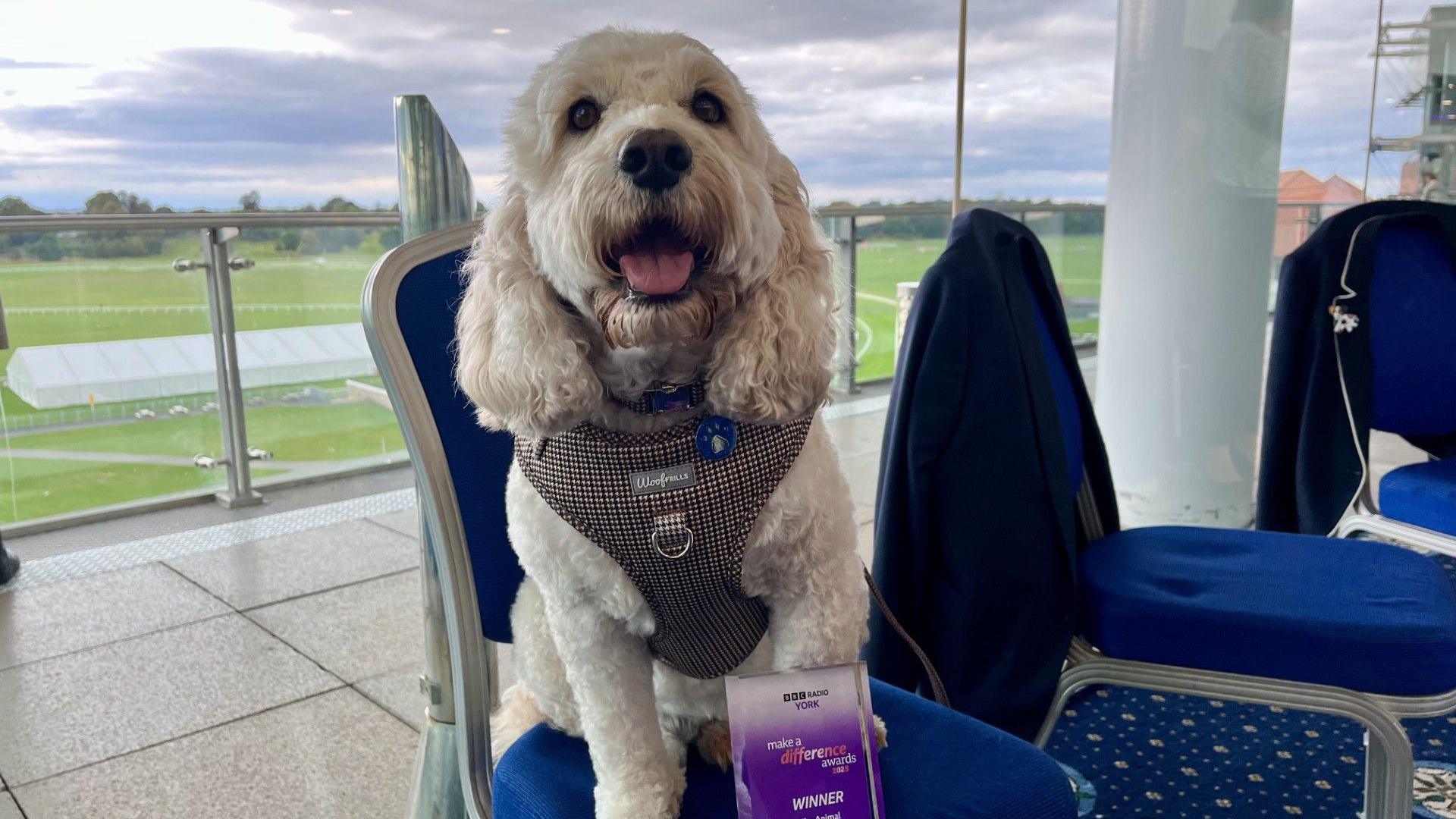 A white cockapoo sat on a blue chair looking directly at the camera. He is wearing a grey harness. In the background is a glass window and York Racecourse can be seen. Also on the chair with the dog is a glass award that says 'Make A Difference Awards 2025 - Winner'.