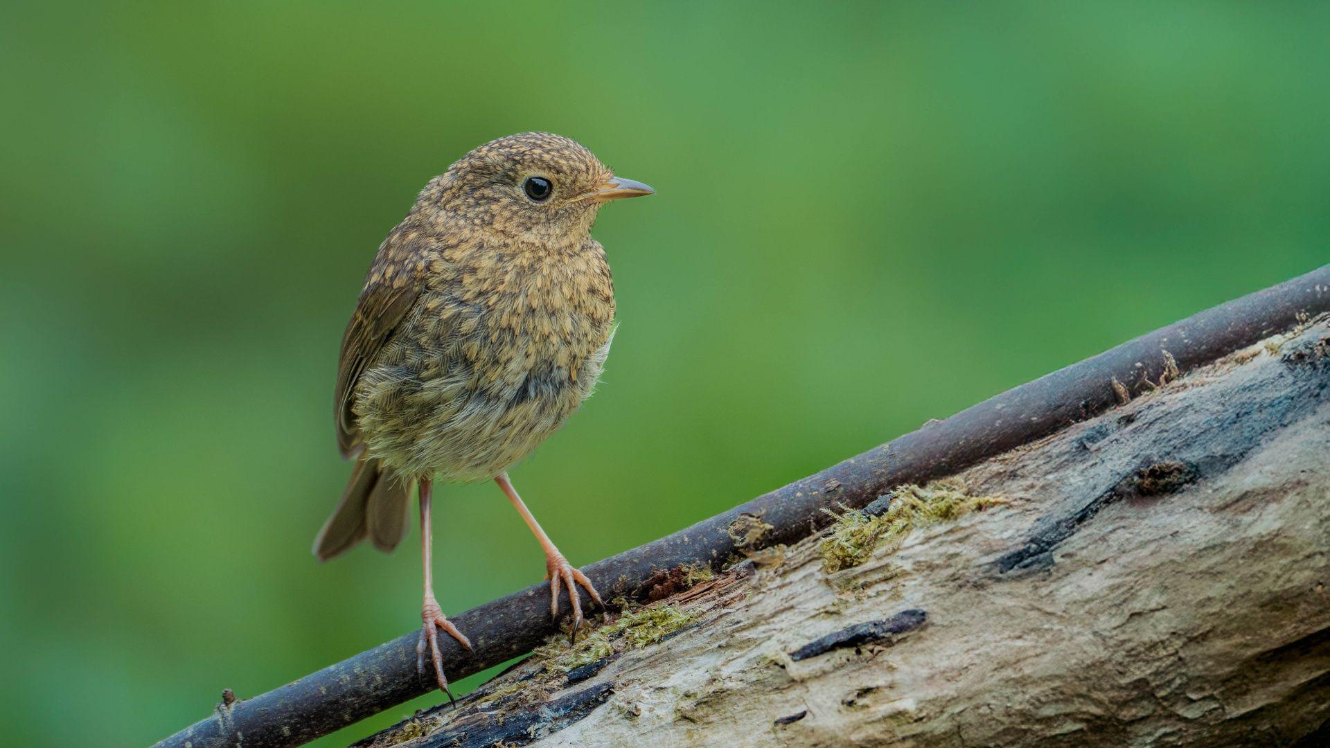 Robin ifanc yn dangos ei frest brown. Mae ei frest brown yn ei ddiogelu rhag ymosodiadau gan adar eraill sy'n ymateb yn ymosodol i'r lliw coch