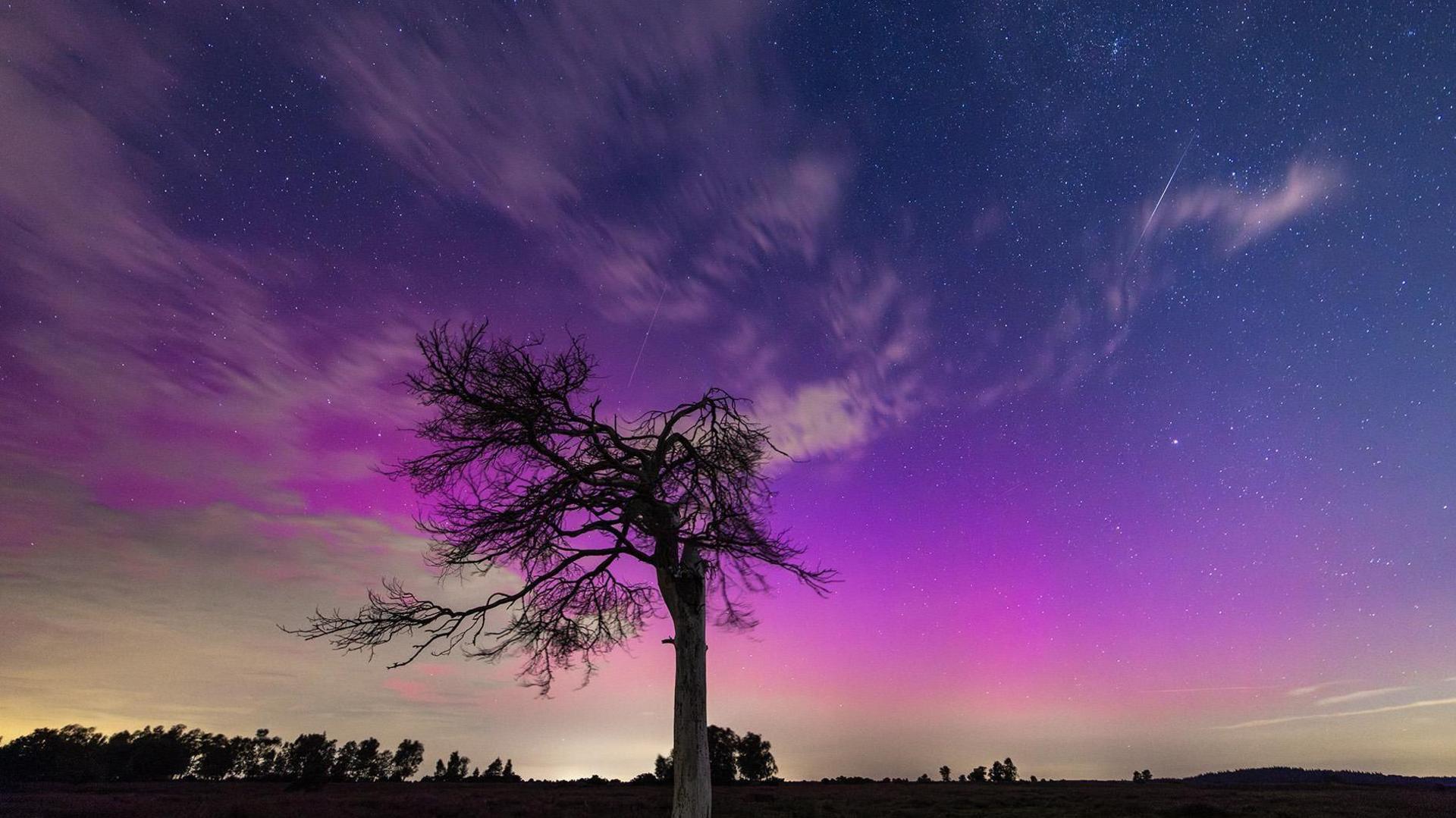 The silhouette of a tree against a purple starry sky with a couple of white streaks shooting across it.