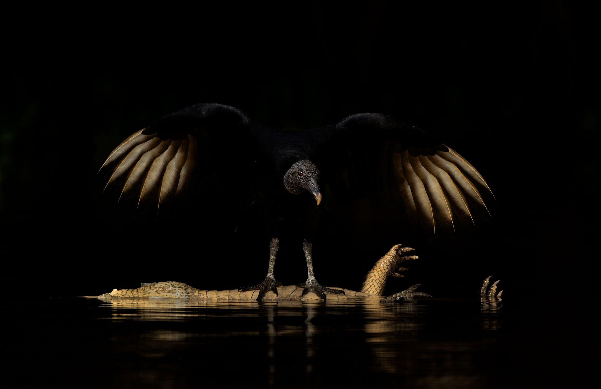 A black vulture stands in shallow water with both wings fully spread over the carcass of a yacaré caiman. Parts of the caiman’s body emerge from the surrounding darkness, with the almost black background. 