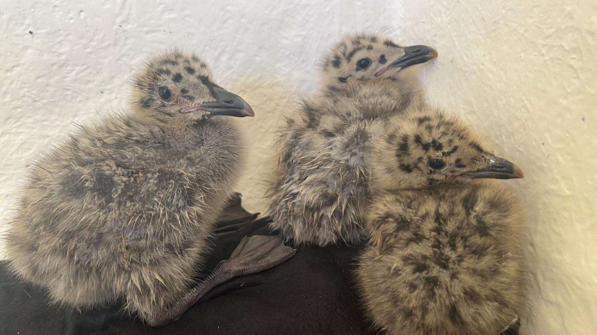 Three spotty gull chicks