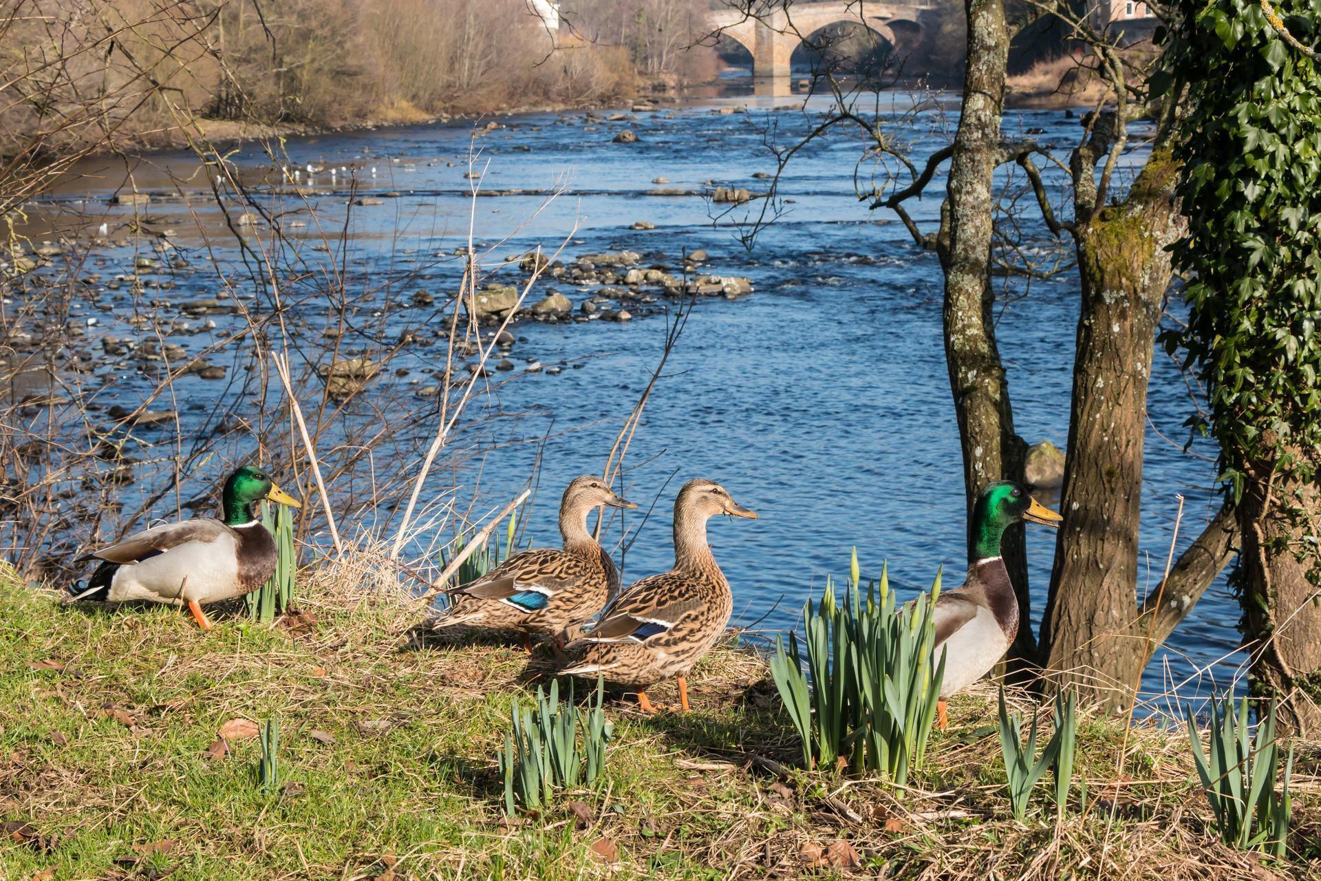 Four ducks stand on the bank in front of a river. It is a sunny day.