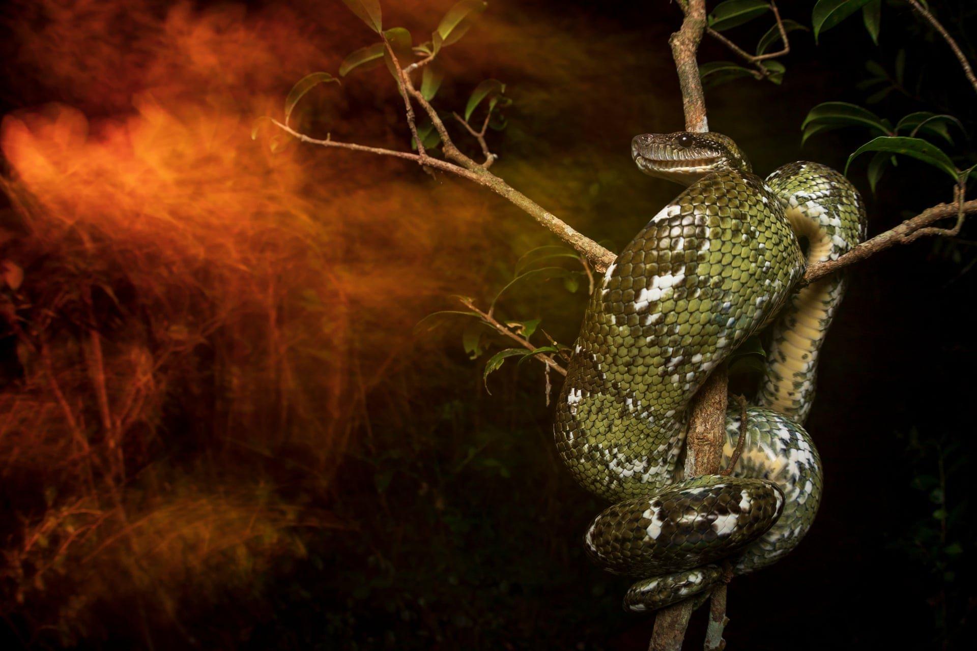 Malagasy tree boa perched in a tree.