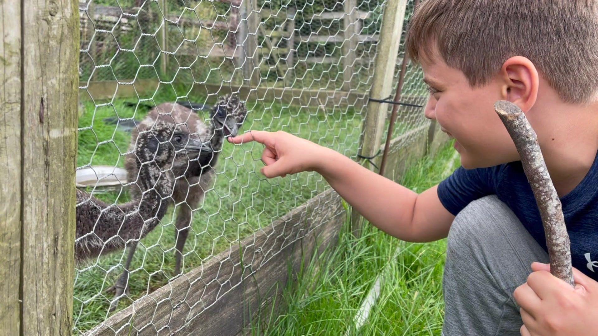 A young boy pokes his fingers through the mesh of the emus' enclosure. The two emus stand on the other side and one of them nibbles the boy's finger.