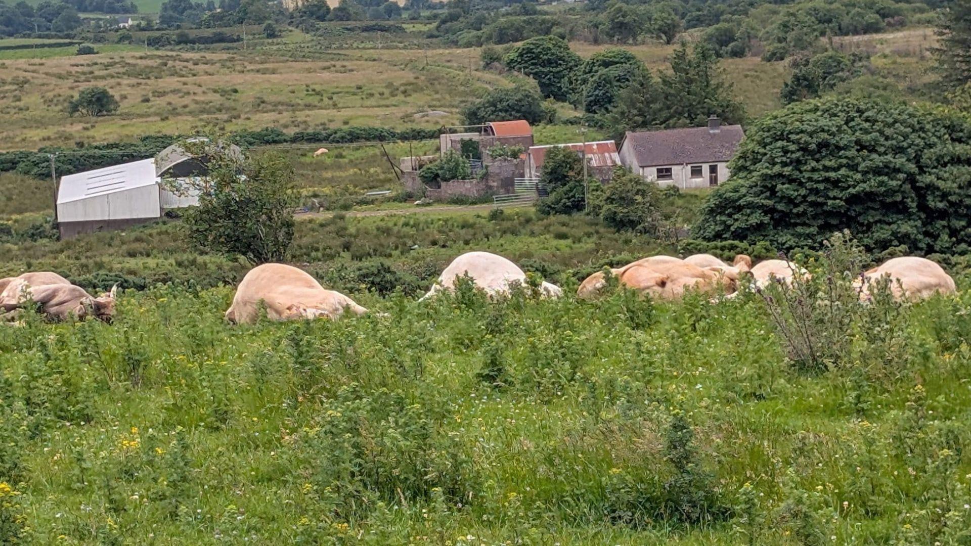 Dead cattle lie in a field in Fivemiletown. There are buildings in the distance.