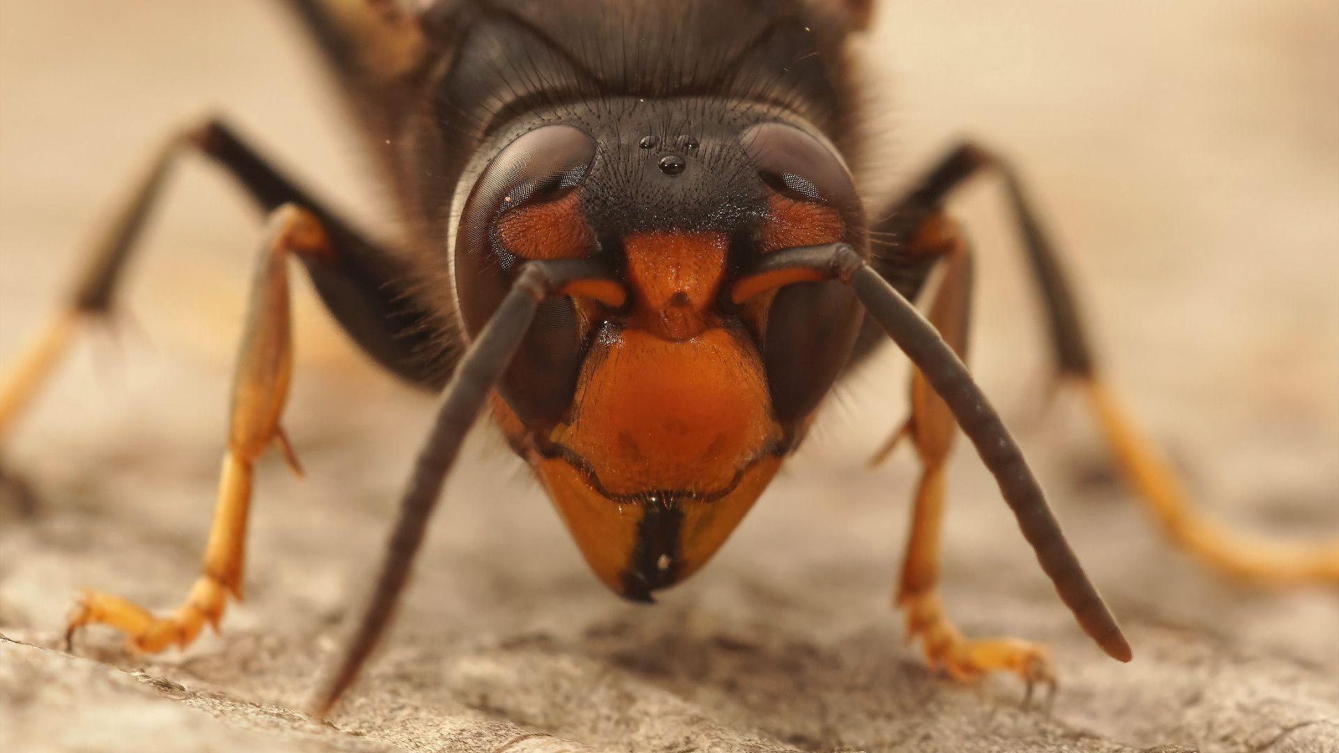 An up-close image of an Asian hornet.