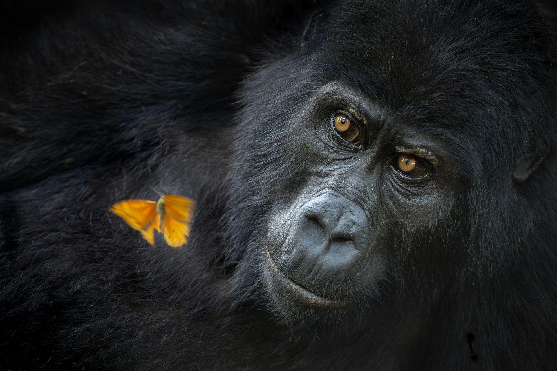 A gorilla gazes at an orange butterfly fluttering. His eyes and face look contemplative.