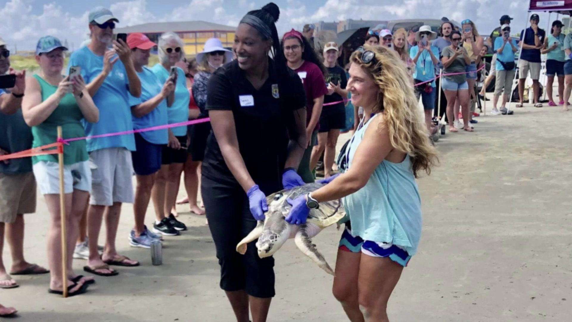 Tally being released into the sea