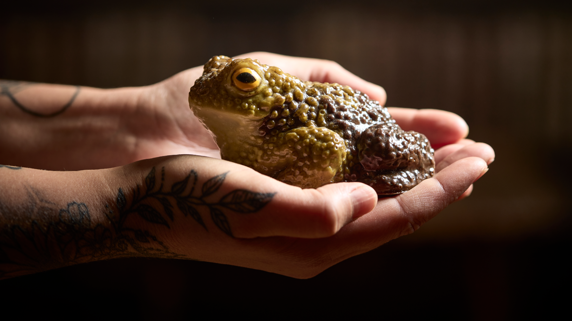 A green toad which is held in the palm of someone's hands. However, this toad is not a real creature, instead it has been moulded and then sculpted out of chocolate and painted. 