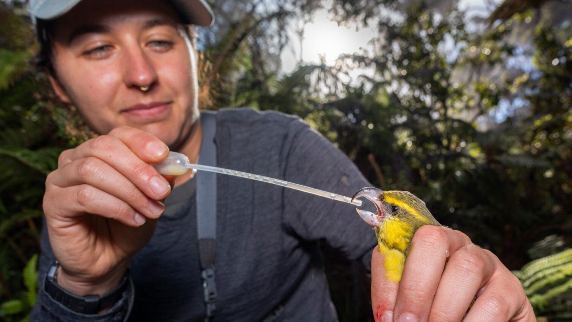 a scientist giving a bird medicine through a pippette