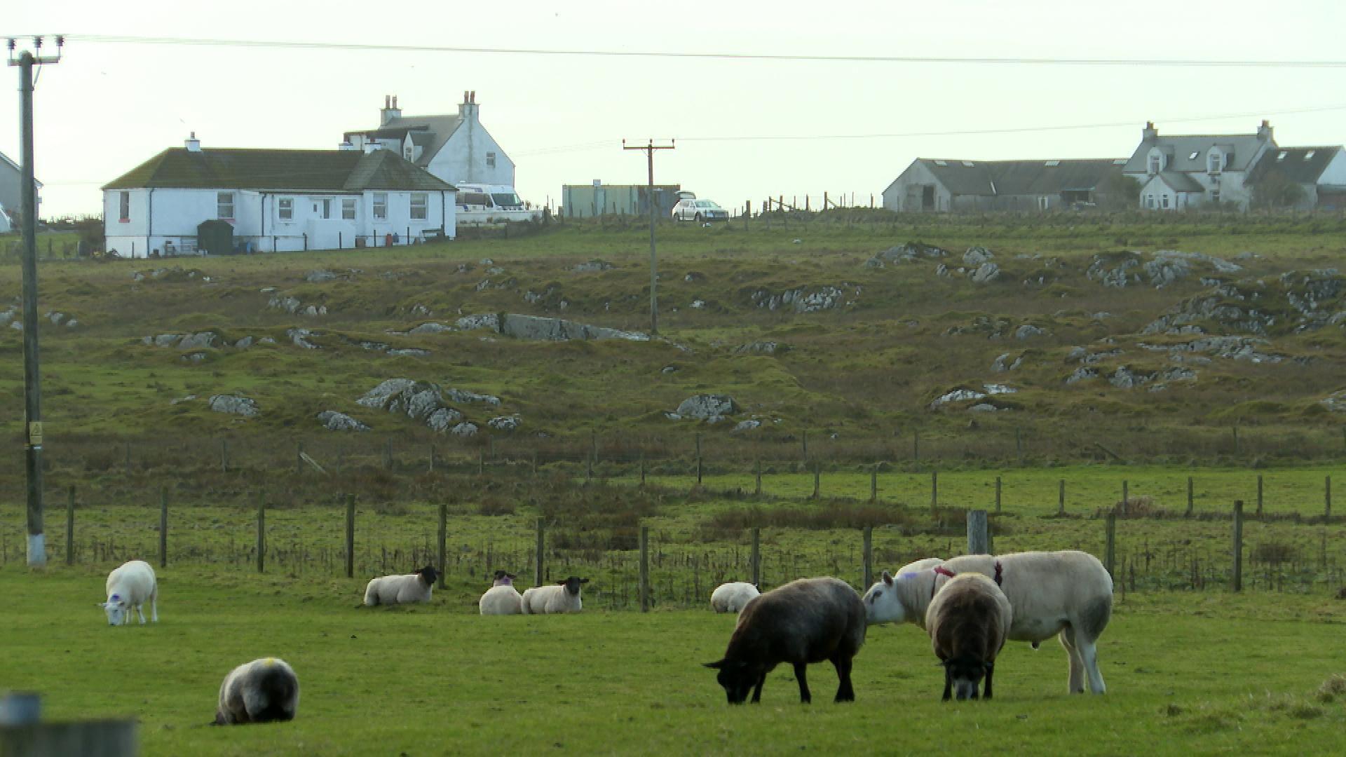 Caoraich ann an Tiriodh