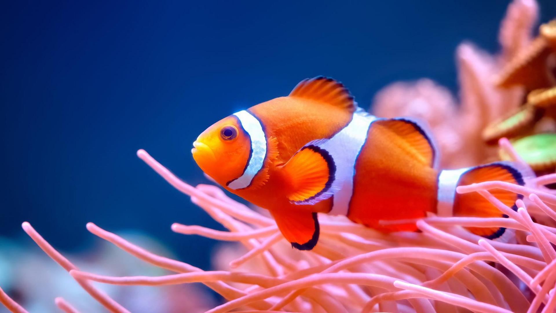 A clownfish swims against pink fronds of coral reefs against the backdrop of a brilliant blue sea