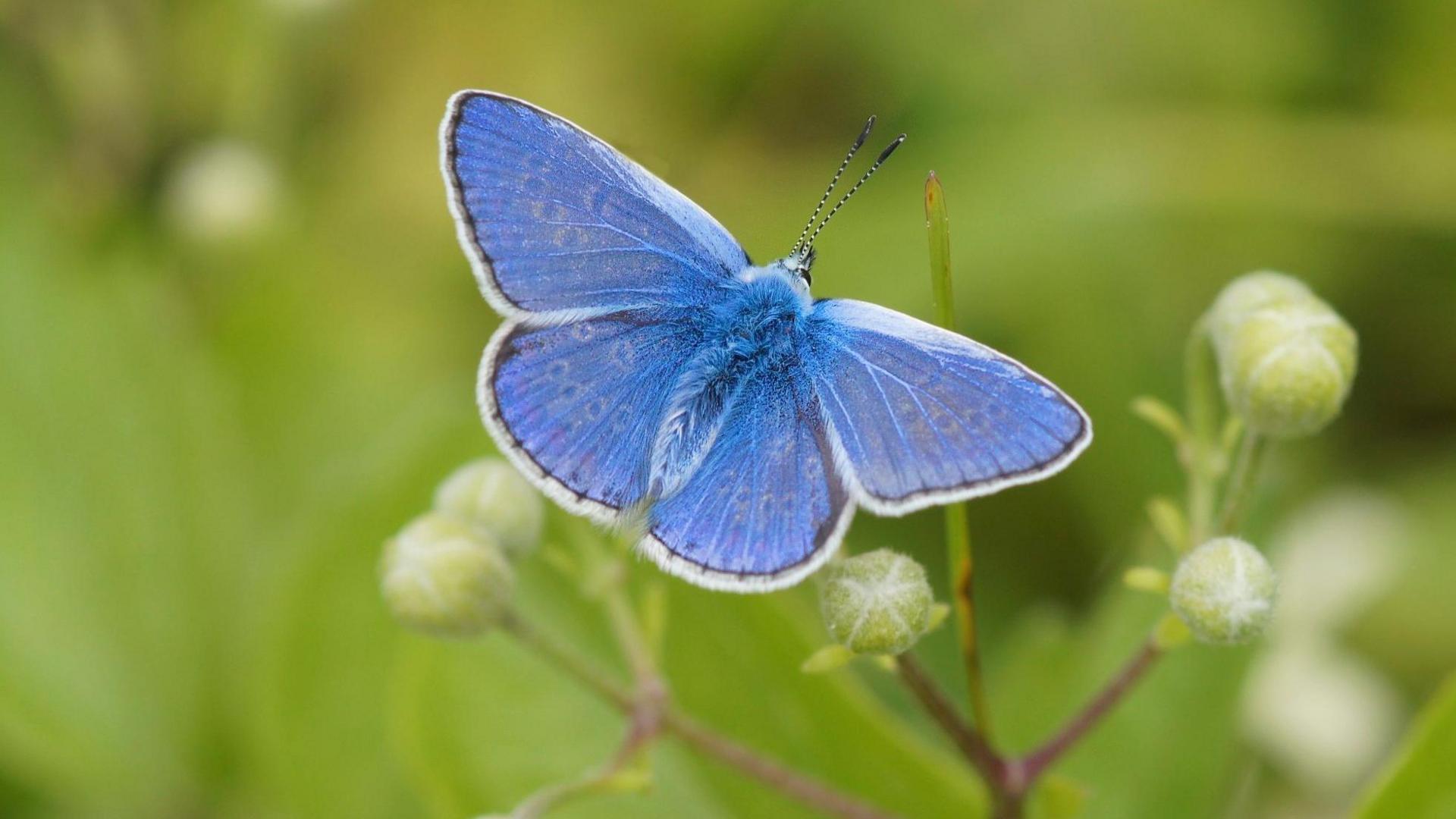 a blue butterfly perches on a flower