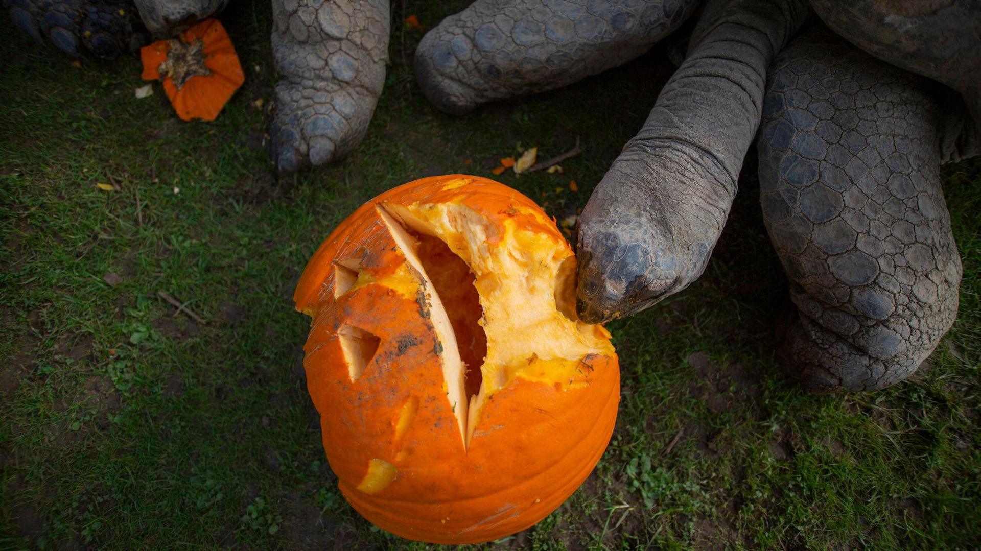 Tortoise eating a carved pumpkin