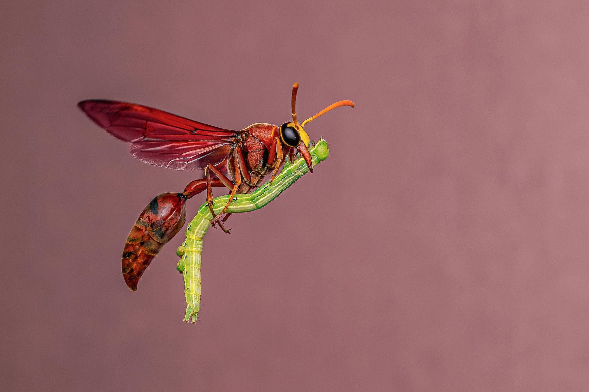 A red potter wasp looks almost frozen but is actually mid-flight, clutching a green caterpillar beneath its body. The background is a soft pink/purple blur, drawing focus to the insect’s deep red wings and prey.