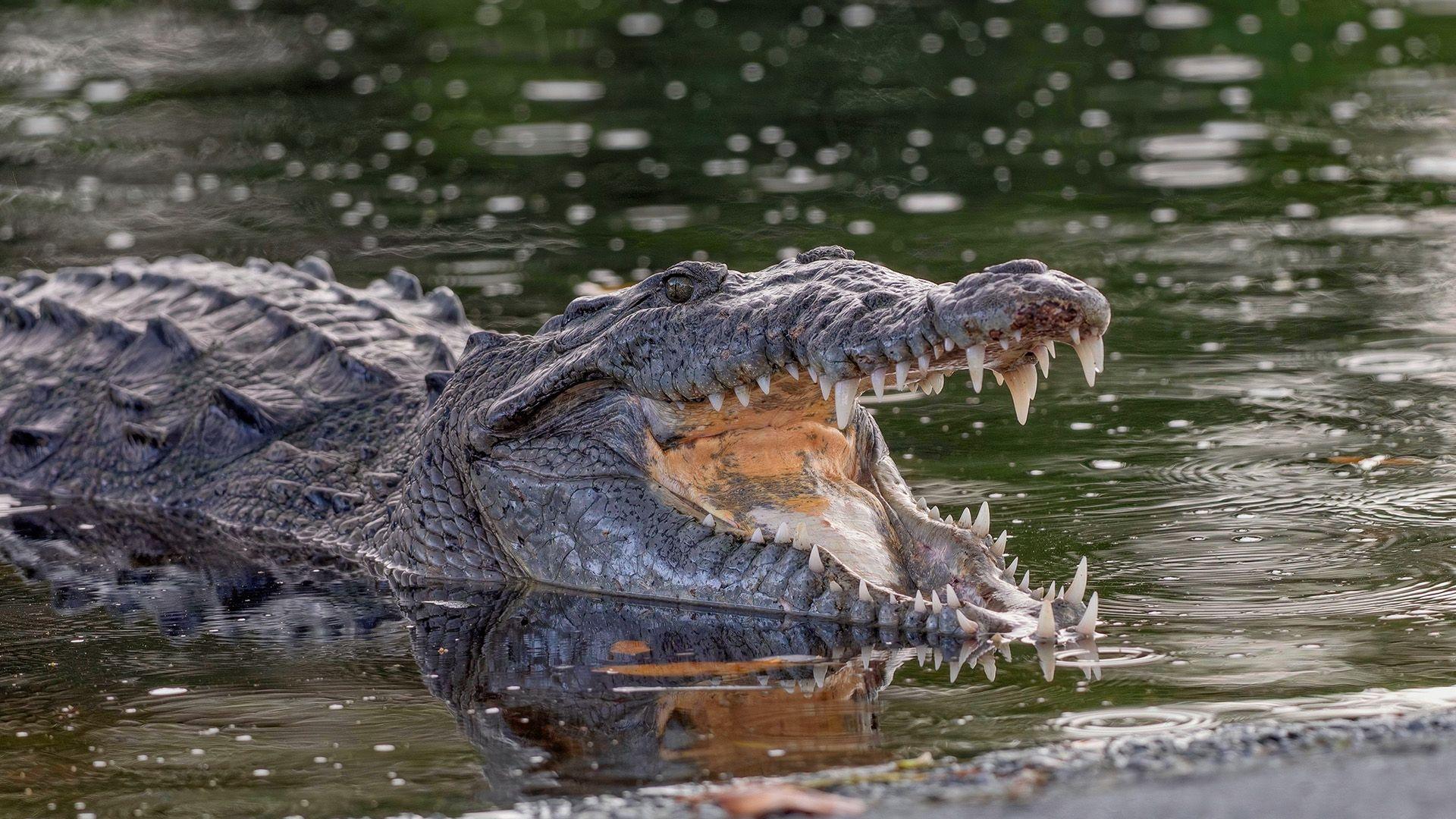 An America crocodile lays half in the water. It has its mouth open showing lots of sharp teeth