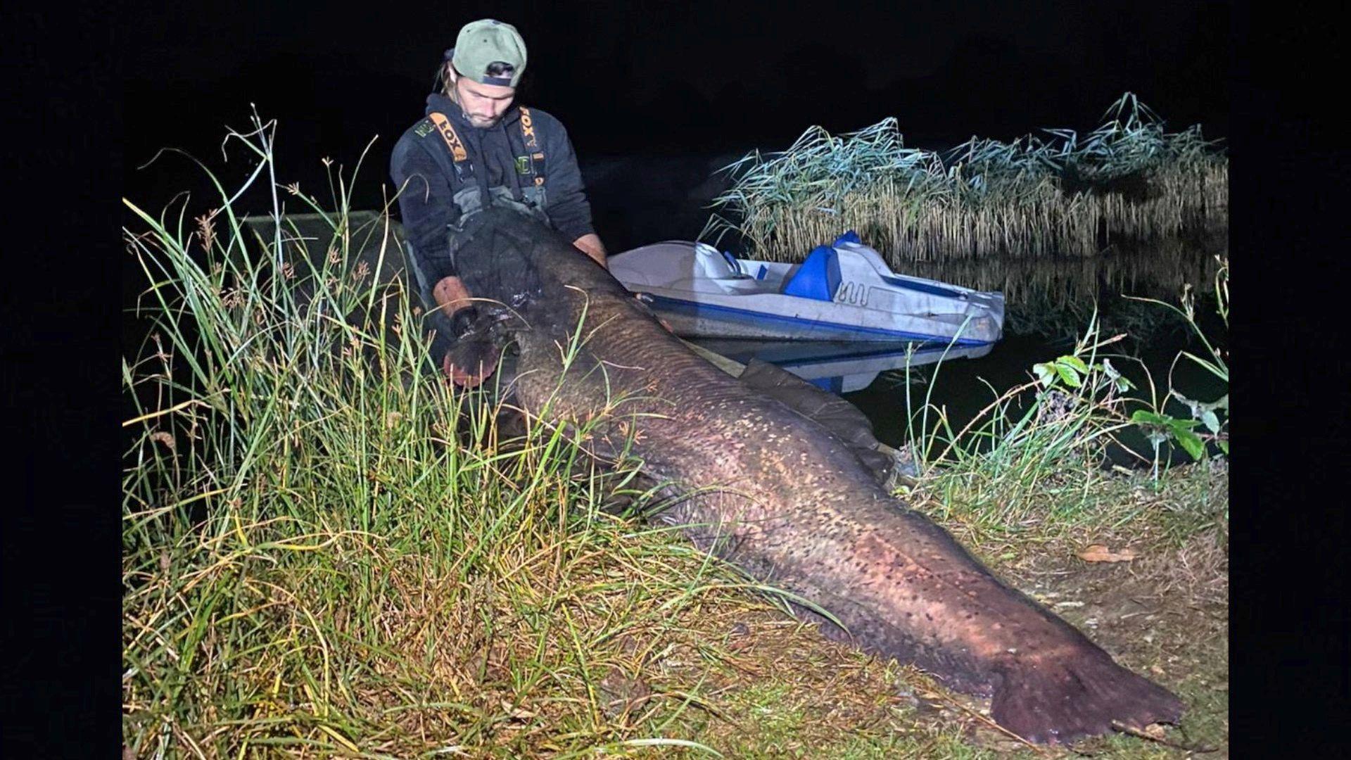 Shaun Ing, holding a 150lb catfish by the side of a lake. He is wearing a black T-shirt with waders, and a baseball cap on his head turned backwards. There is a small white and blue boat in the background, as well as an island with reeds.