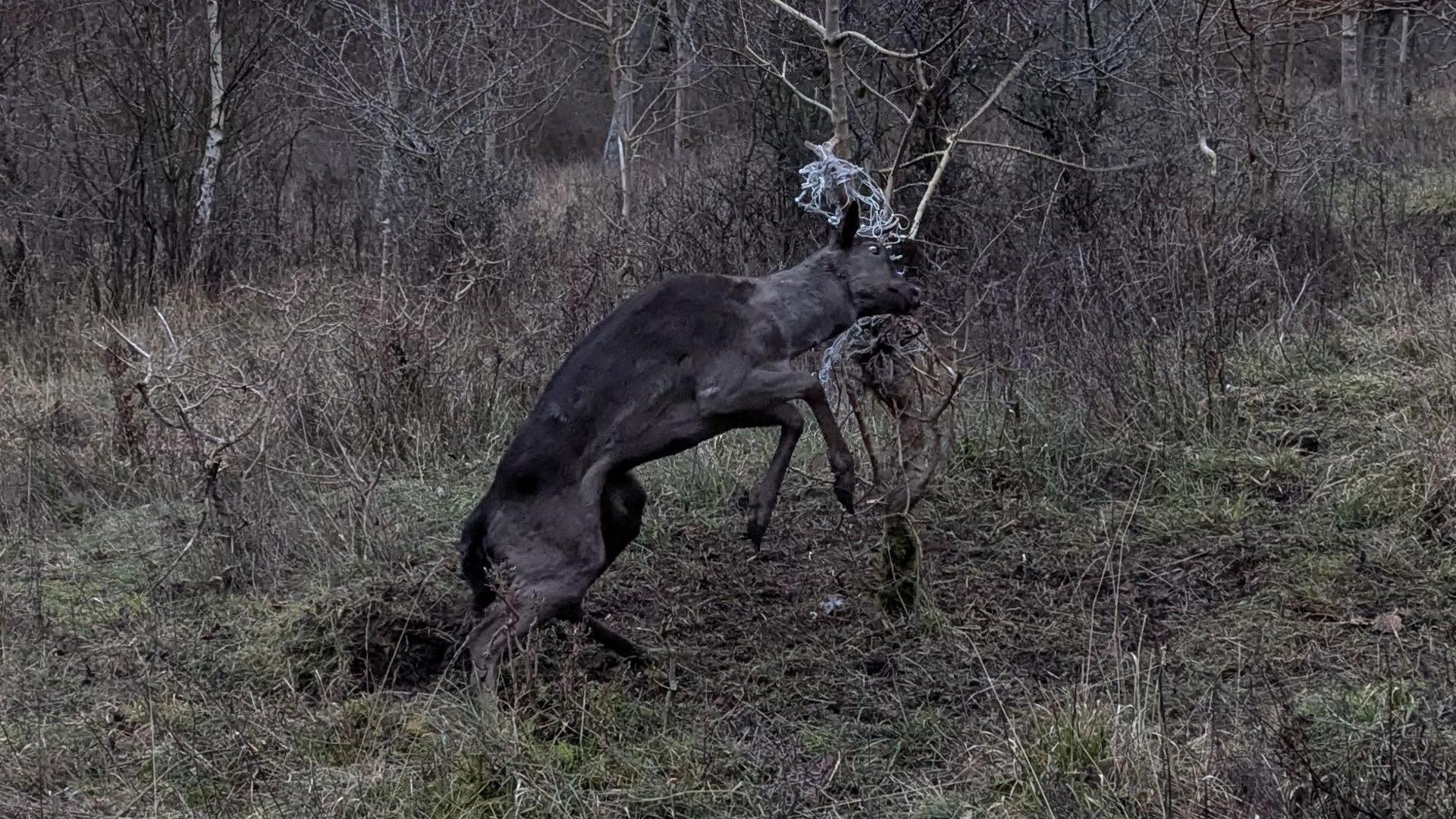 A brown deer stuck by his head in a small tree because of some netting