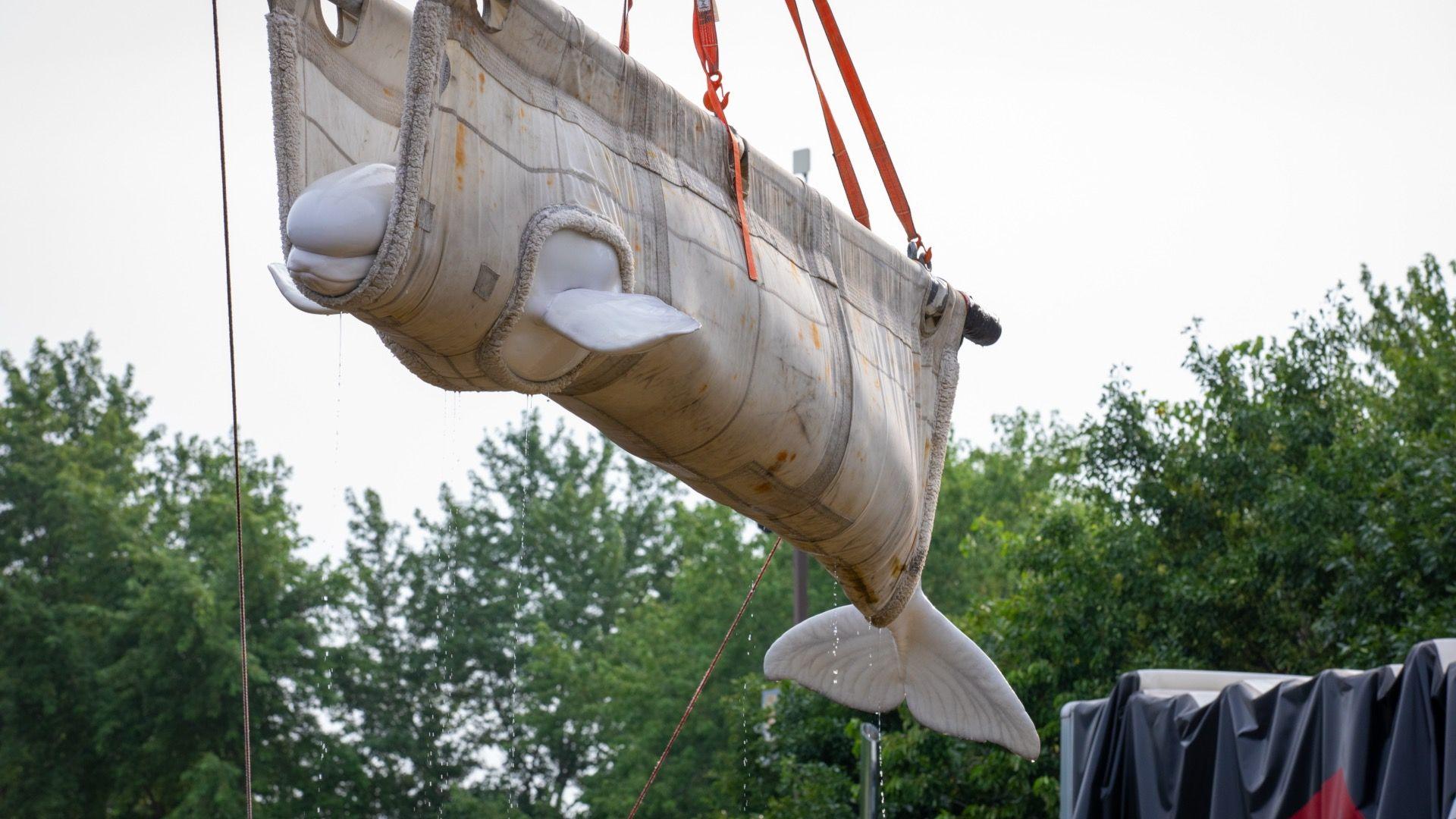 Watch: Beluga whales travel by plane and lorry to US from closed Canadian marine park