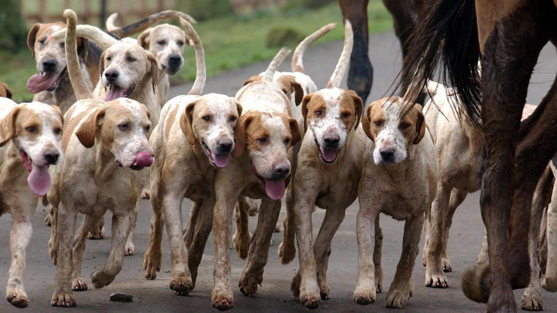 A pack of hunting hounds - about 10 of them are in the frame - close to the hooves of a horse, running along a tarmac road. The dogs are white and tan and most of them have their pink tongues hanging out.