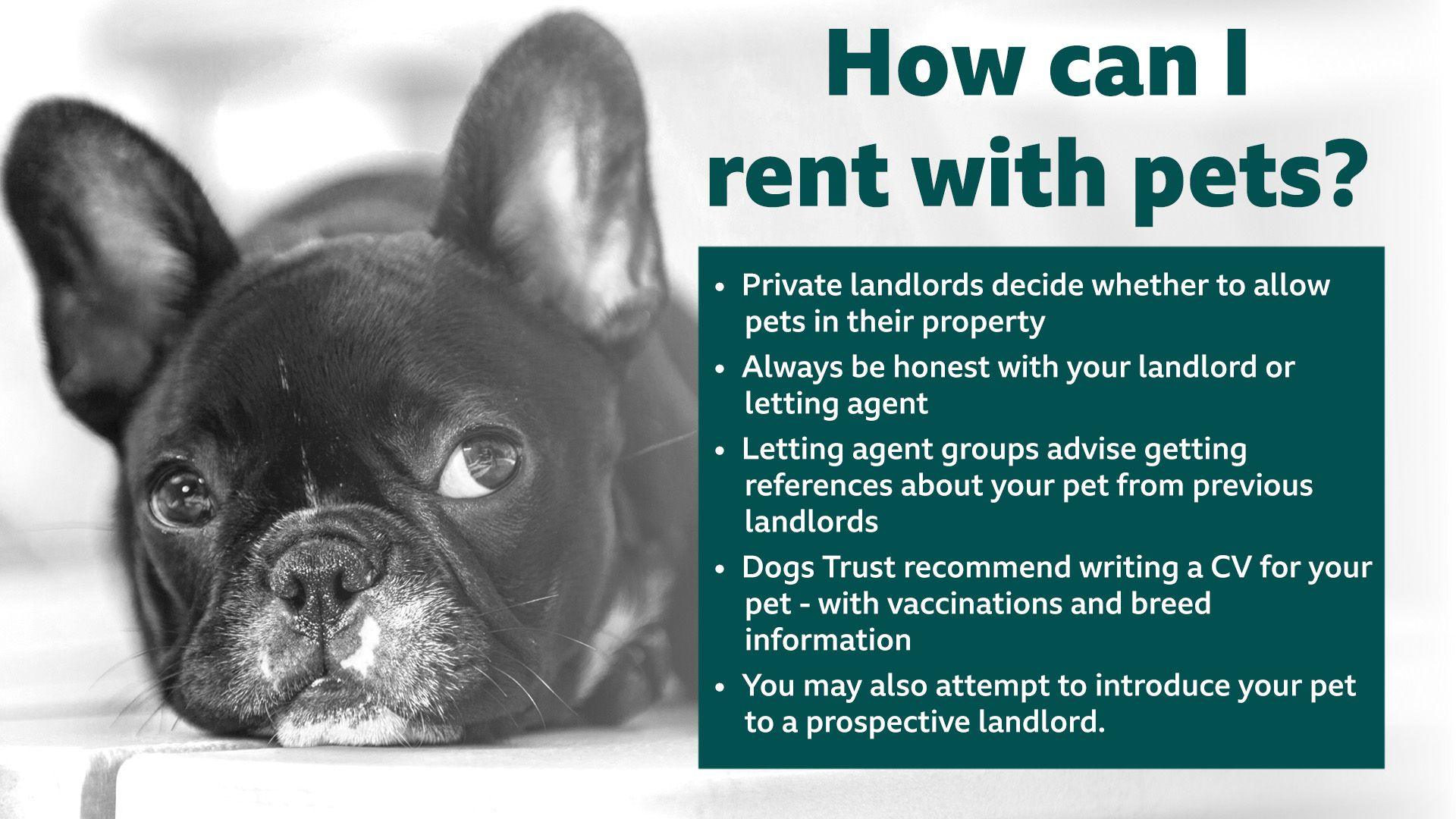 Graphic showing tips of how to rent with a pet. On the left is a black and white photo of a dog and on the right is a green box with several points.
The title says: How can I rent with pets?
The bullet points are as follows: private landlords decide whether to allow pets in their property, always be honest with your landlord or letting agent, letting agent groups advise getting references about your pet from previous landlords, Dogs Trust recommend writing a CV for your pet with vaccinations and breed information, and you may also attempt to introduce your pet to a prospective landlord.