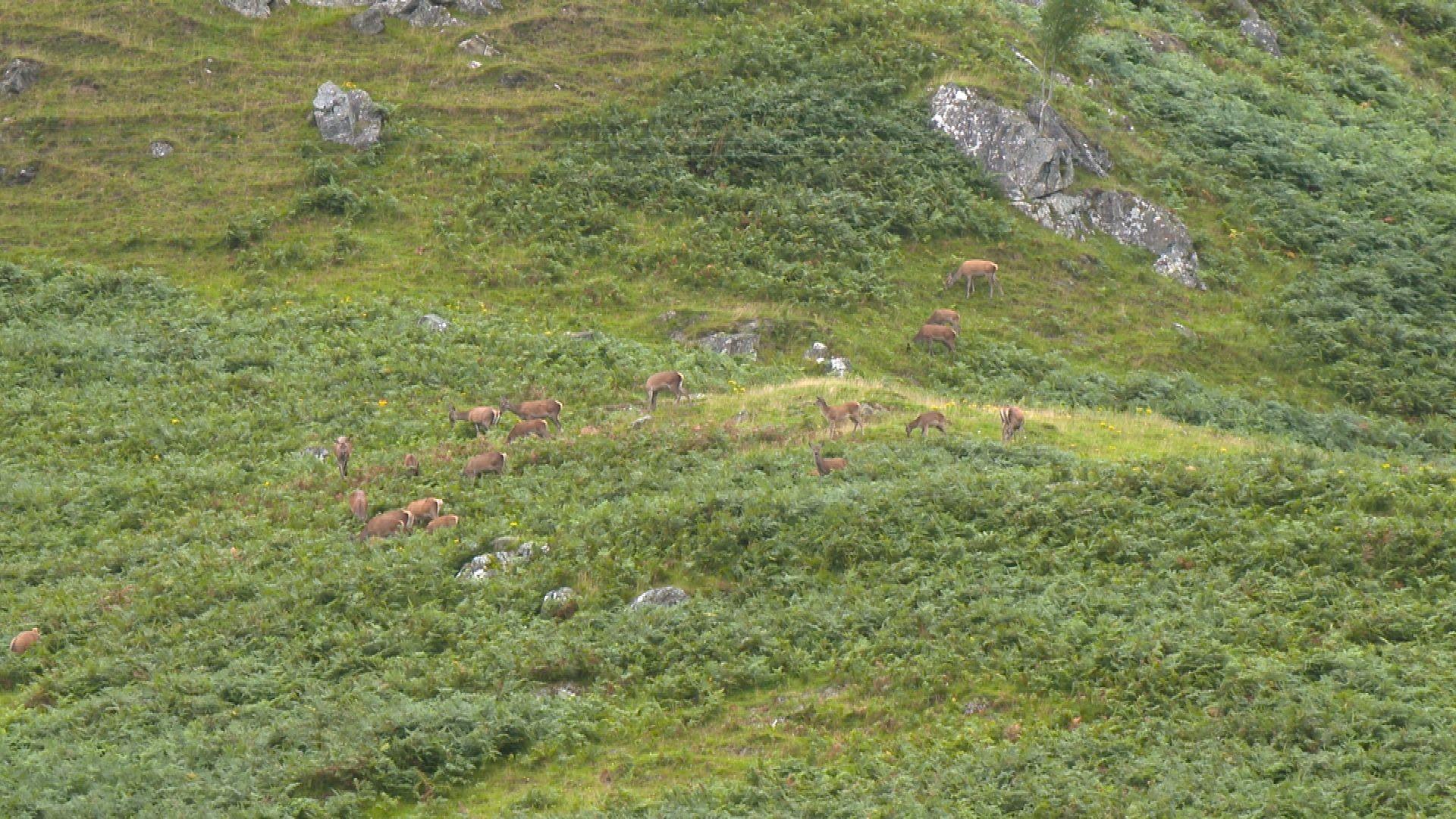 Fèidh air na beanntan ann an Gleann Lìomhann