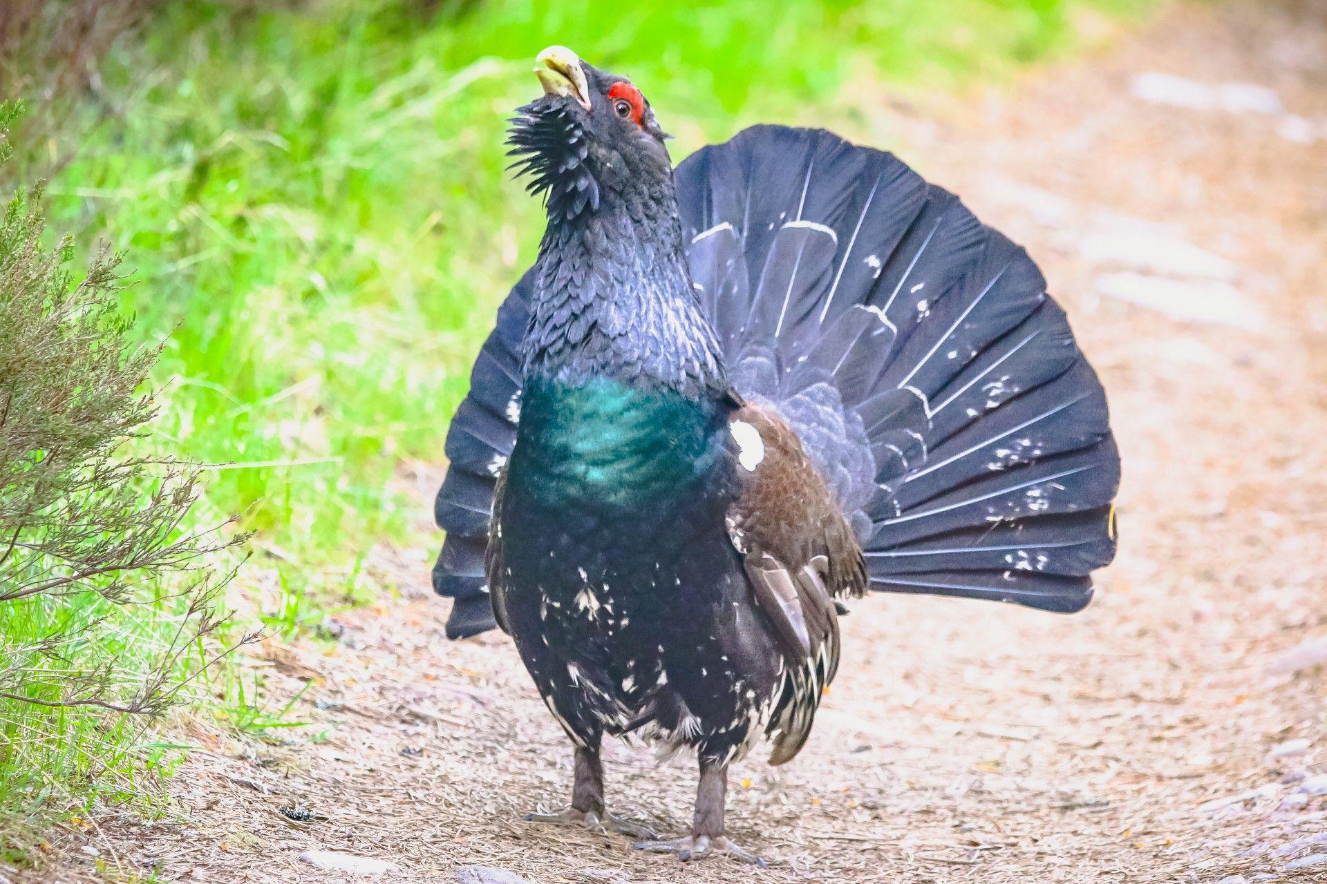 A capercaillie - a bird with black, green and brown plumage with a fanned out black tail