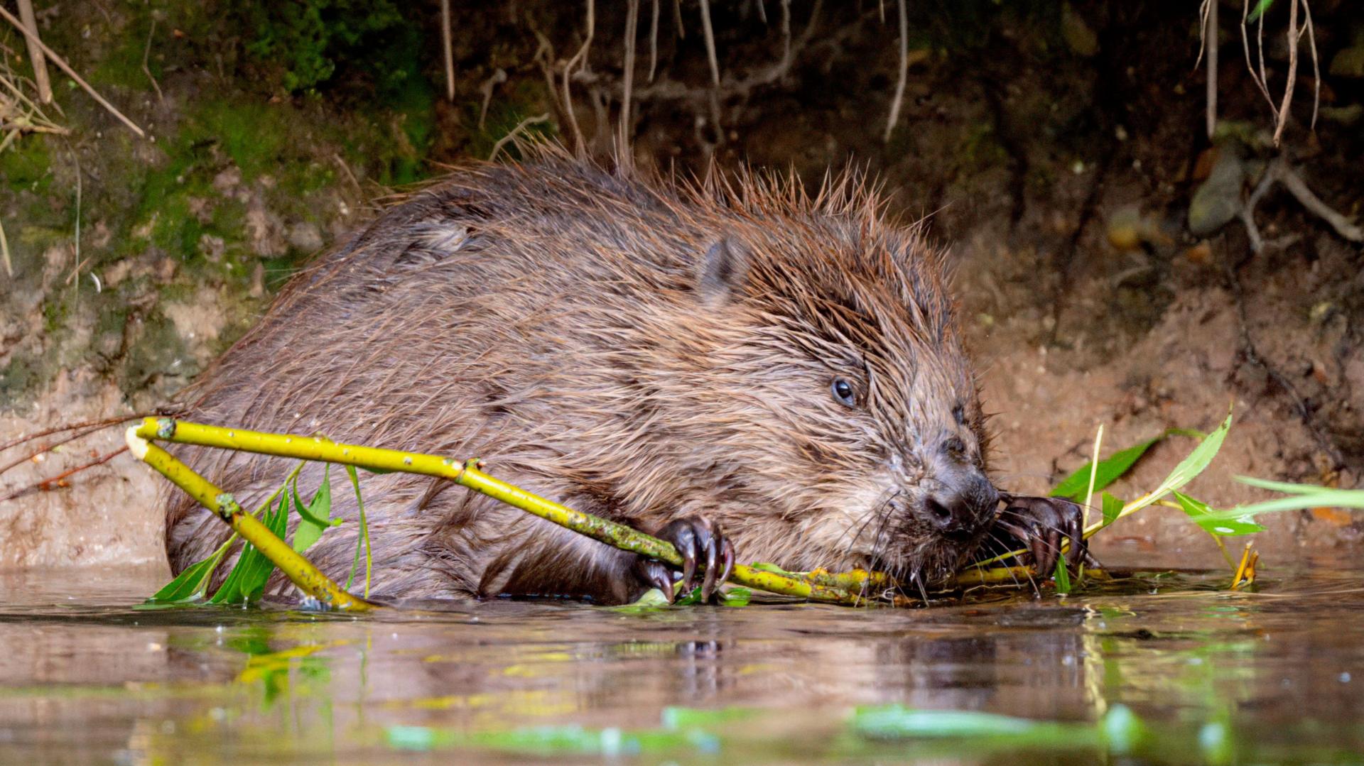 Wildlife conservation work to get £1m boost