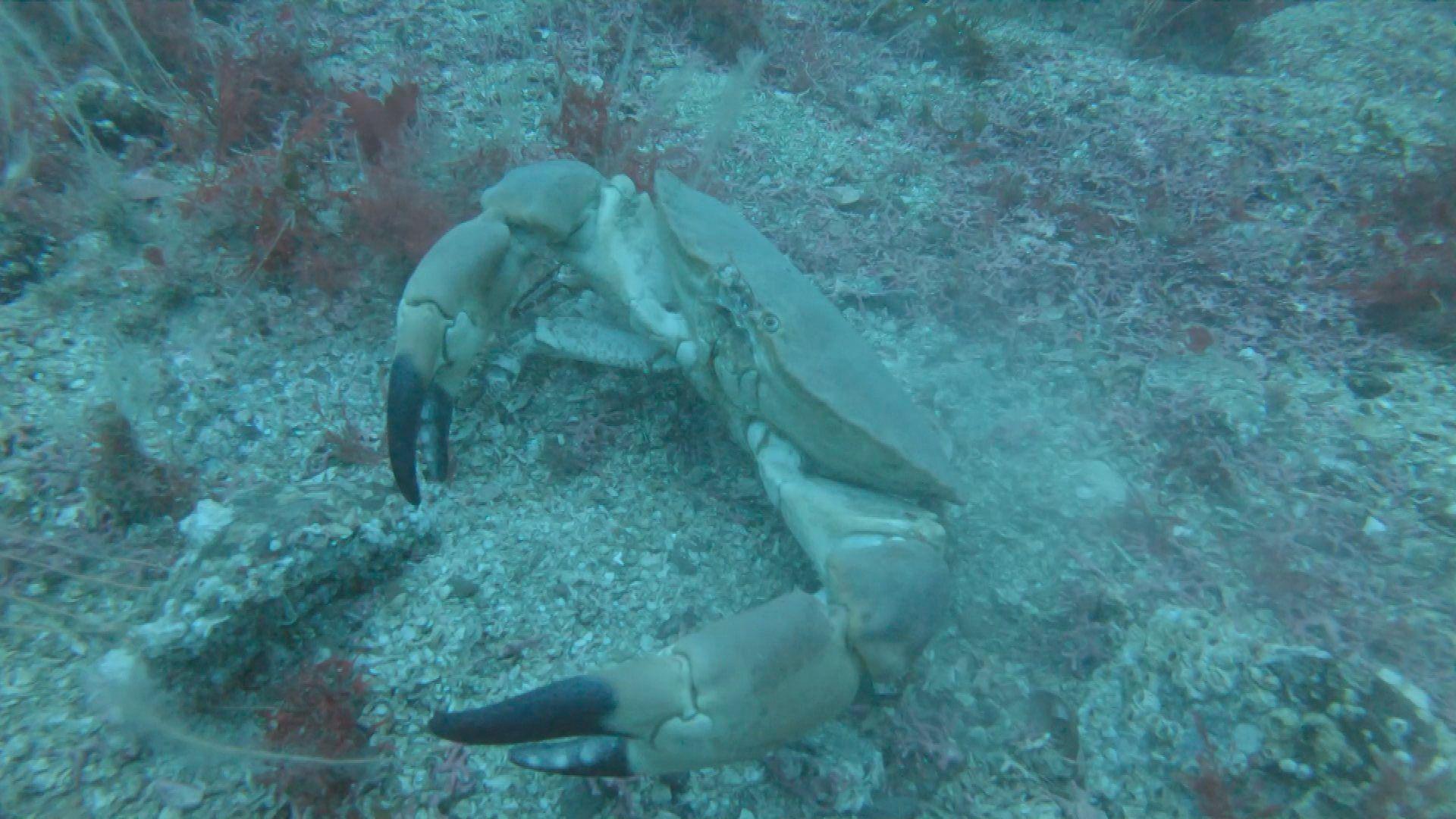 A crab with large claws on the seabed of the Small Isles MPA, taken before it was damaged by a dredger. There is plant life in the background