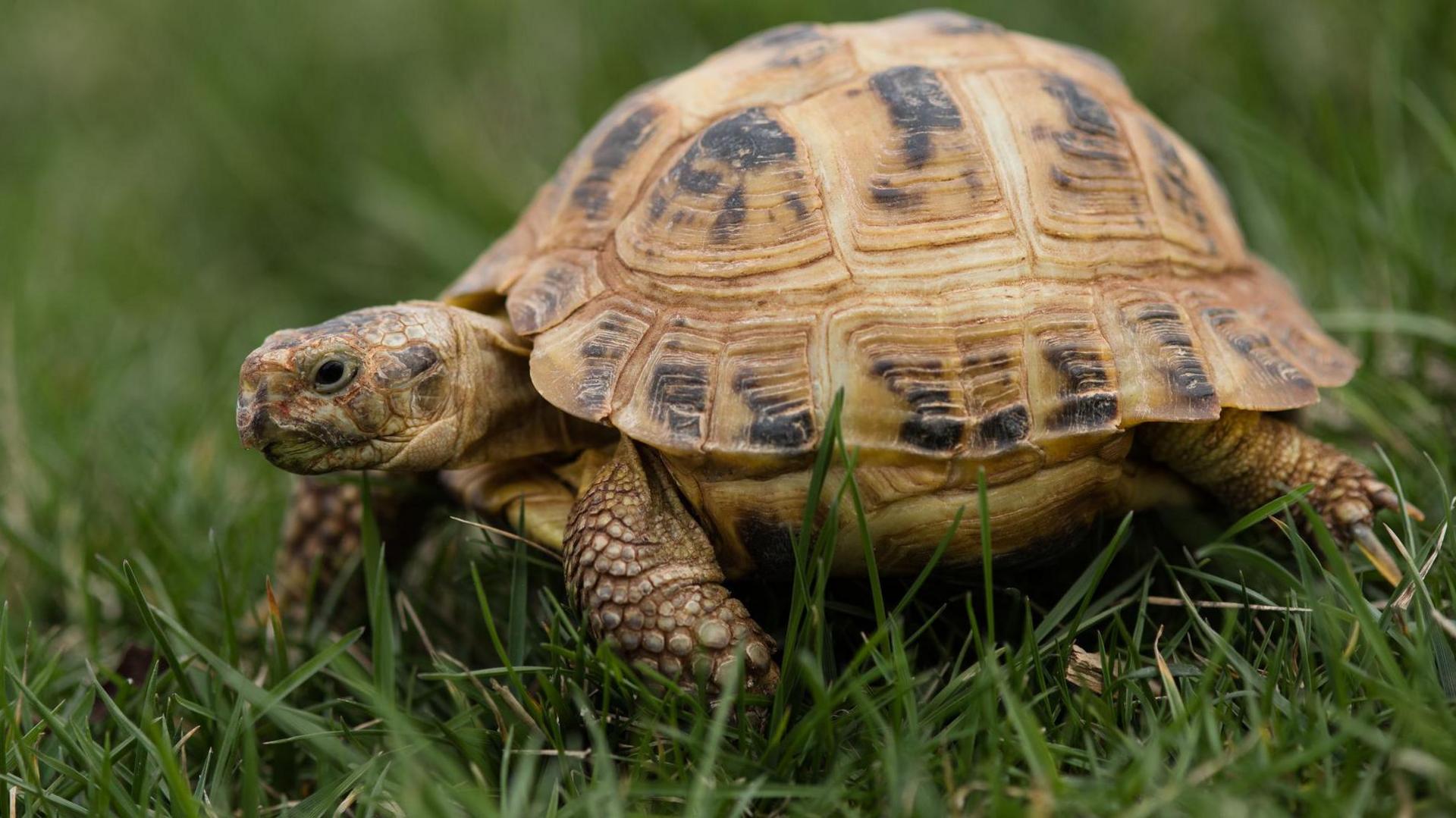 a hard shell tortoise walking in grass