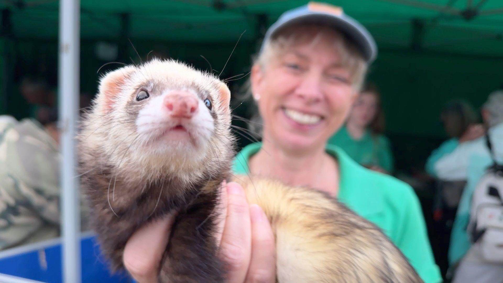A woman is holding a ferret into the lens. It is brown and white. The woman is smiling and is wearing a green shirt and a hat. 
