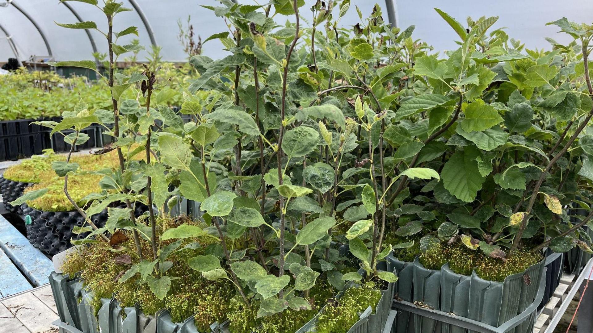 Wild service tree saplings in a polytunnel