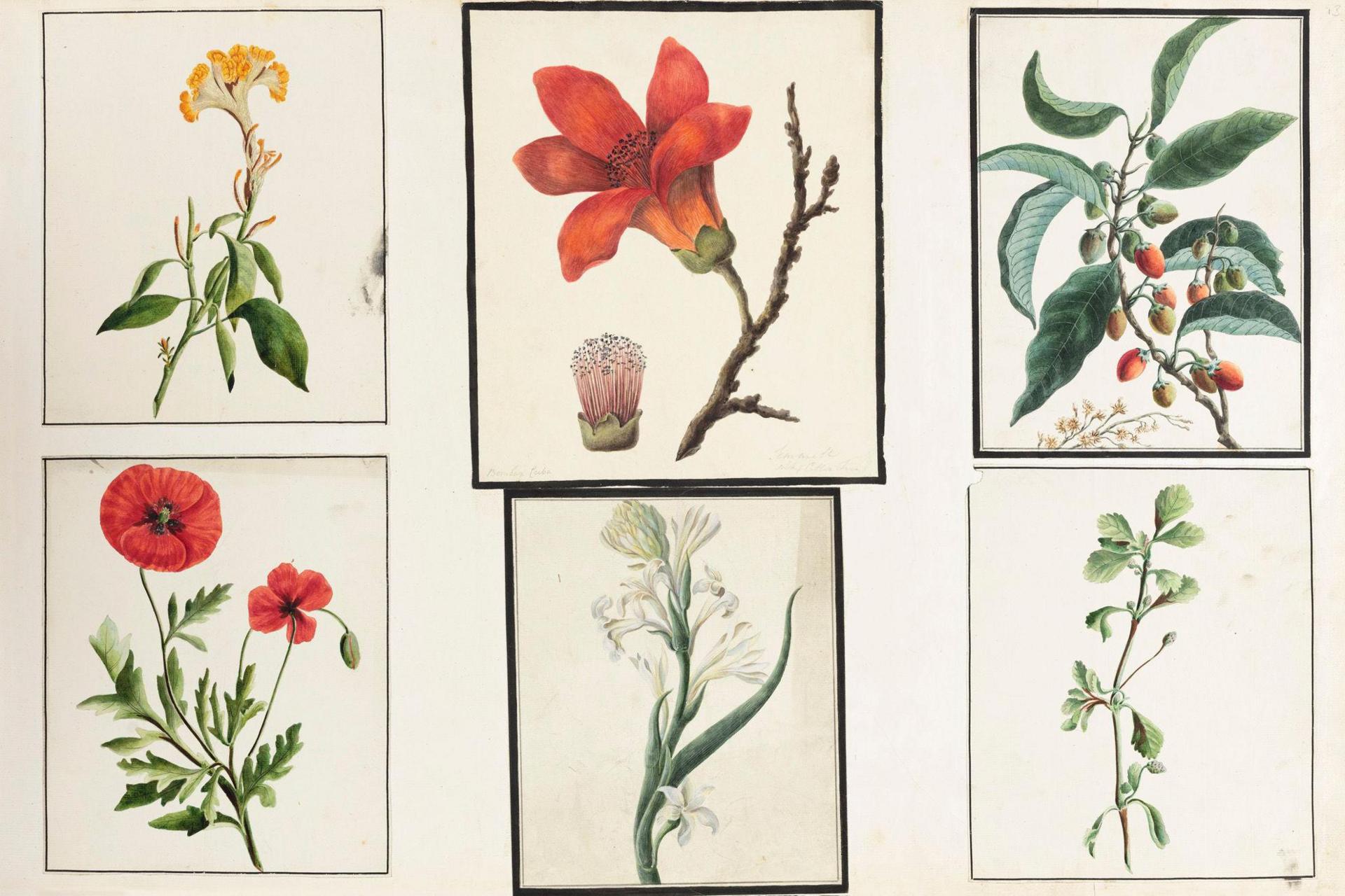 The image shows paintings from the collection of botanical watercolours, likely from Murshidabad in West Bengal.