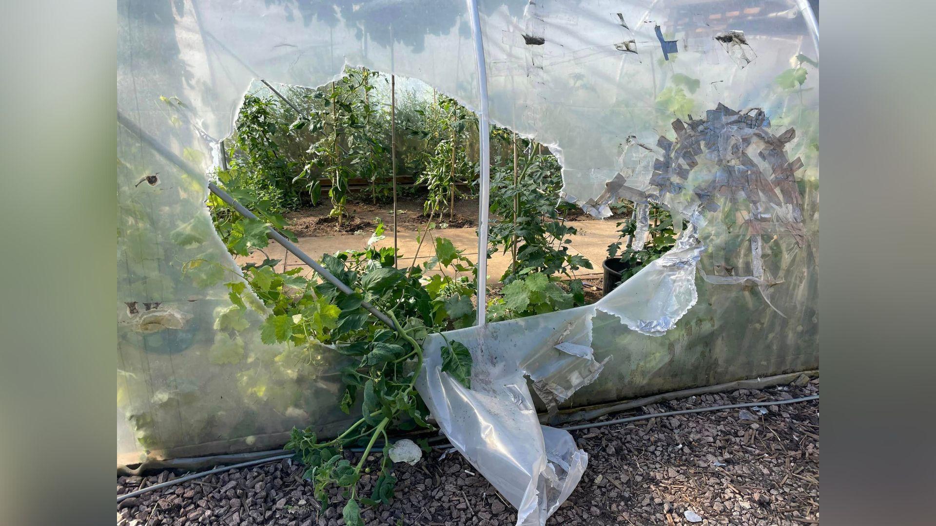 A damaged polytunnel containing plants, with the liner ripped apart