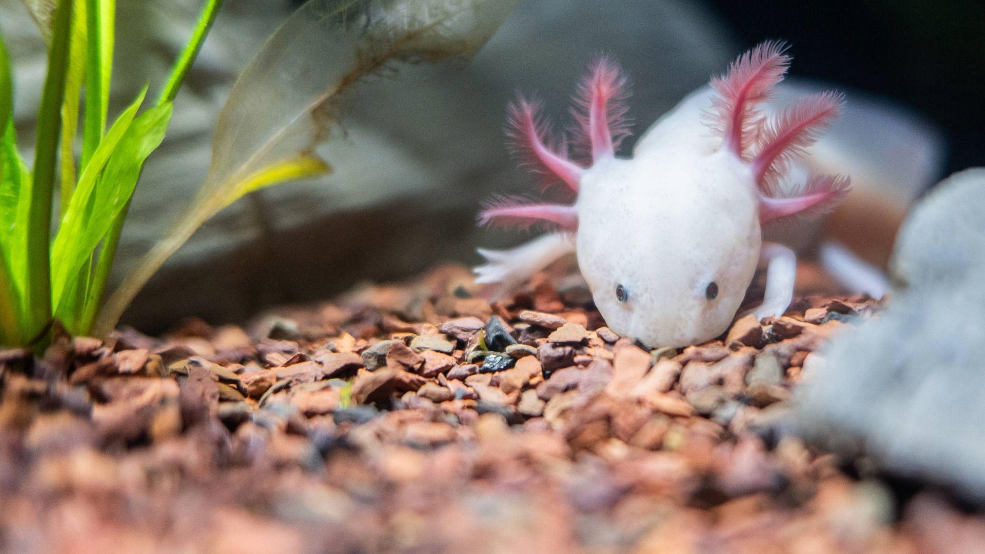 Acsolotl (Ambystoma mexicanum) mewn sŵ môr