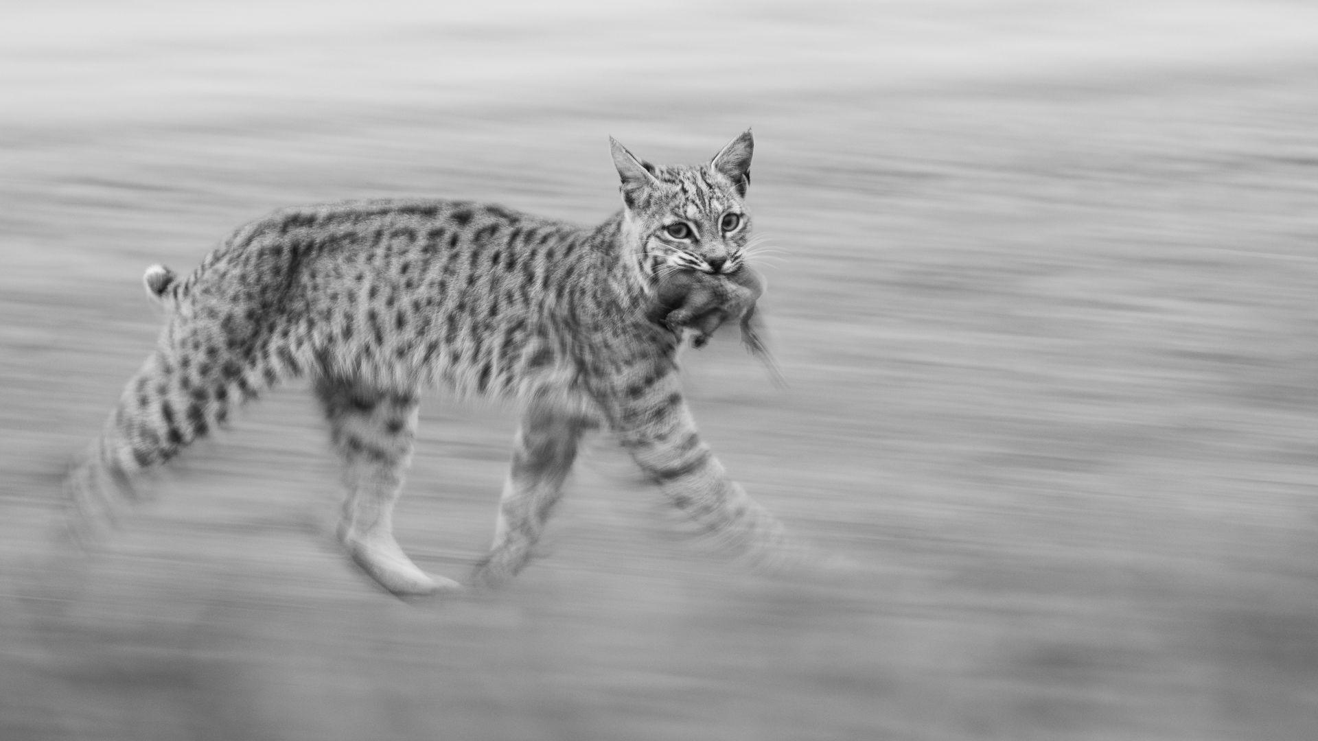 A black and white image of a bobcat running with prey in its mouth. It gazes at the camera.