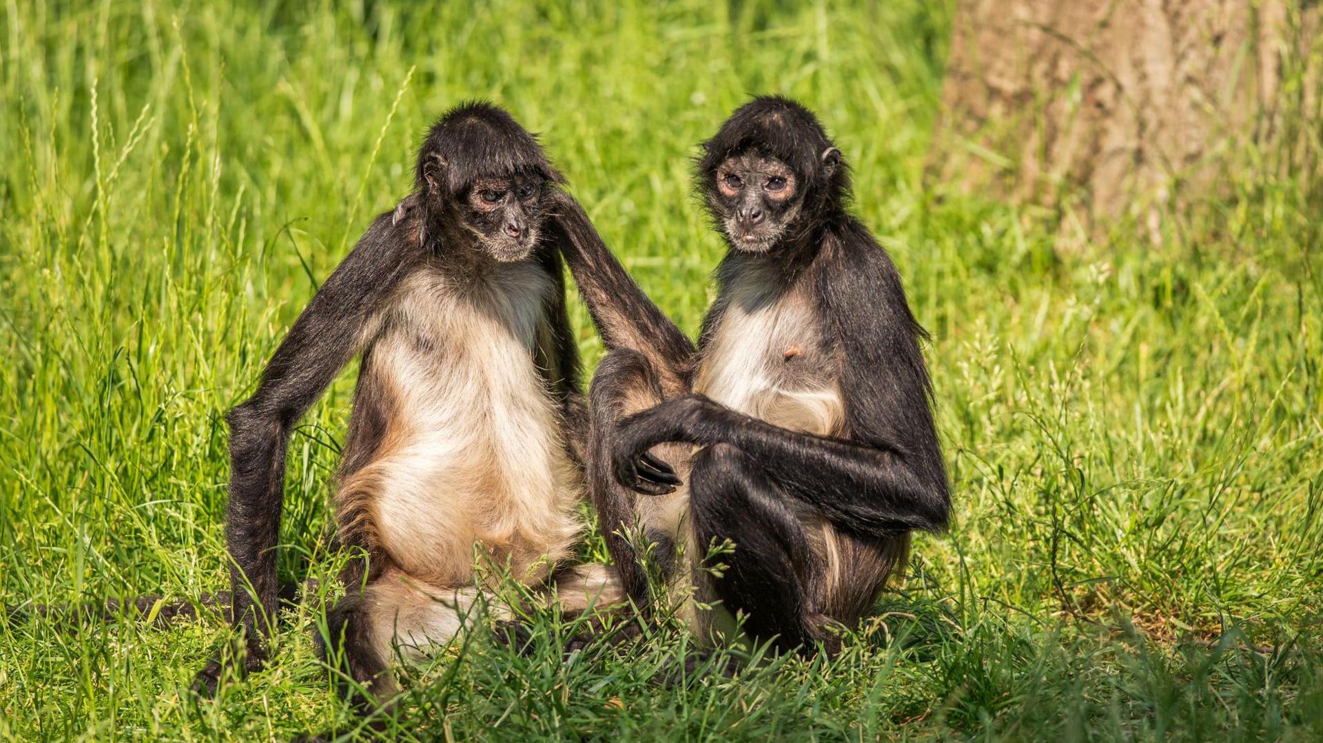 two monkeys sitting together in the grass