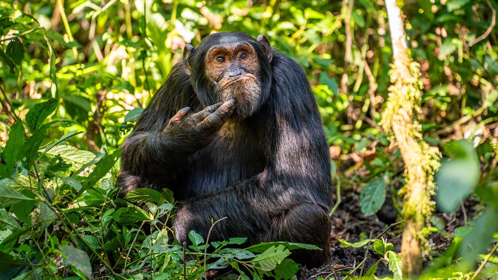 A chimpanzee looking confused and scratching its chin