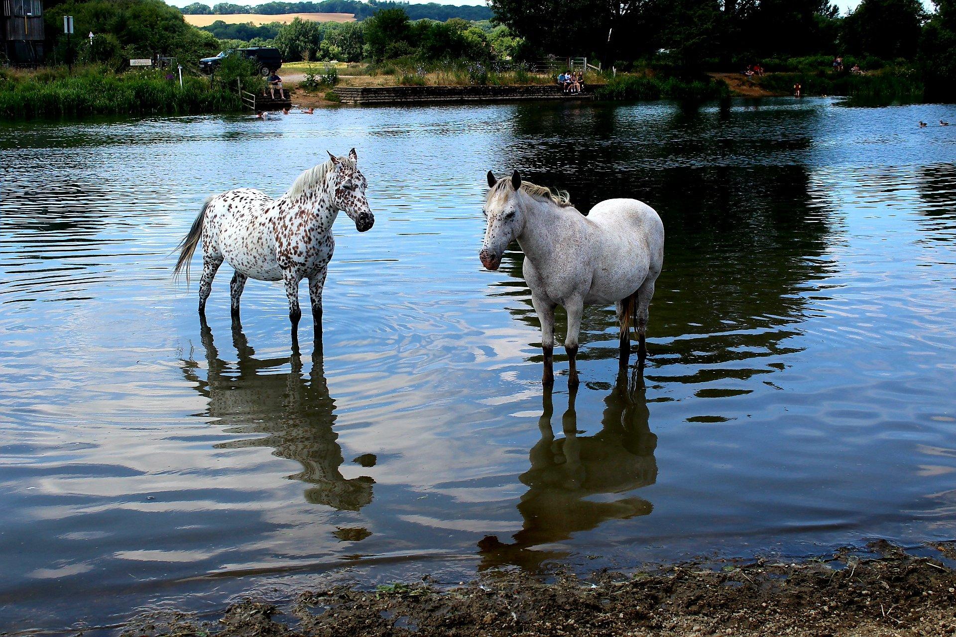 Horses in the water at Oxford's Port Meadow