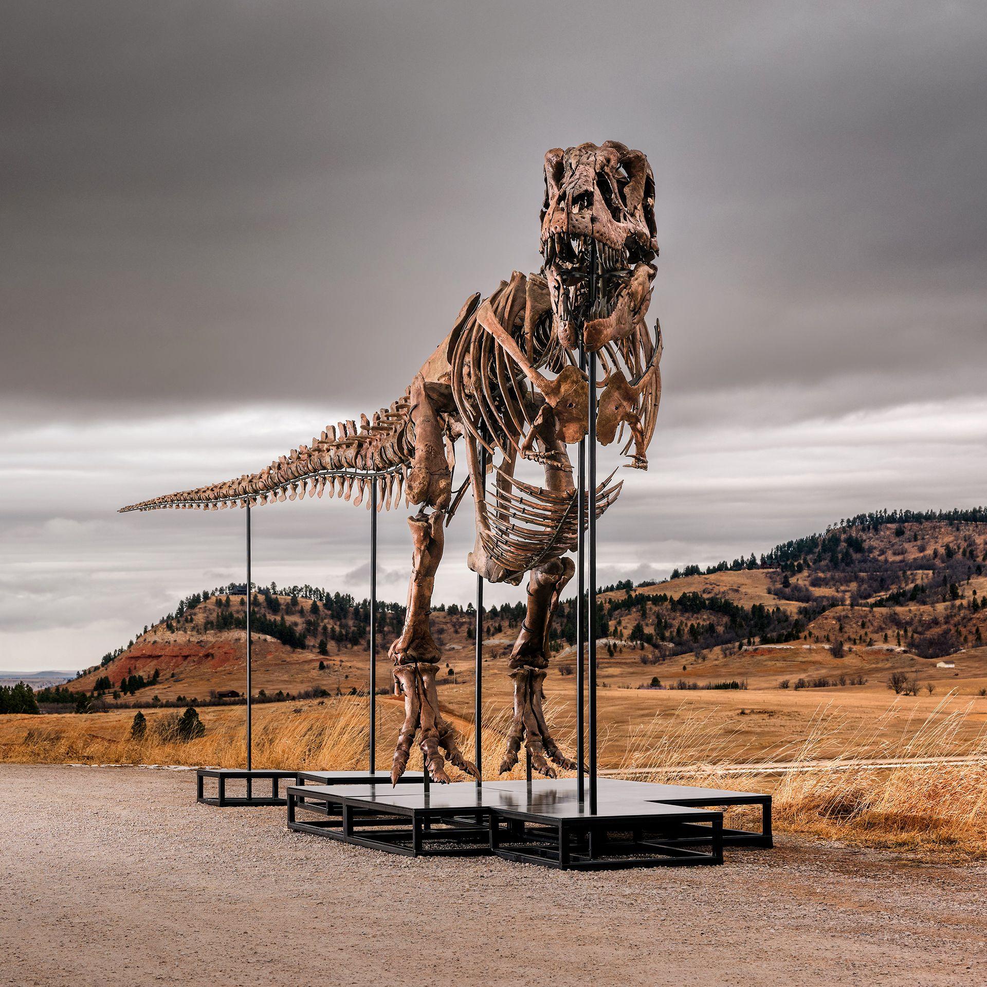'Gus' the T. rex - an assembled skeleton of a T-Rex dinosaur standing on plinths - stands outside in the Badlands territory of South Dakota on a cloudy grey day against the backdrop of mountains and brown shrubland.