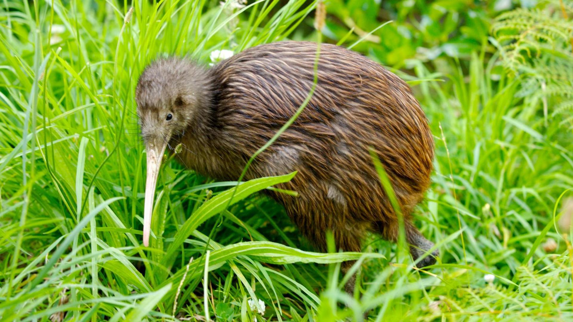 a kiwi in long grass