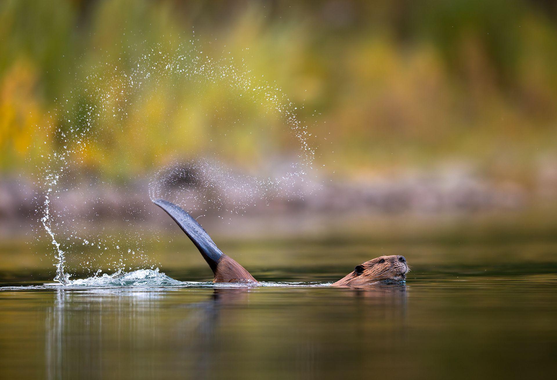 a beaver dramatically smacking its tail in Jackson, Wyoming