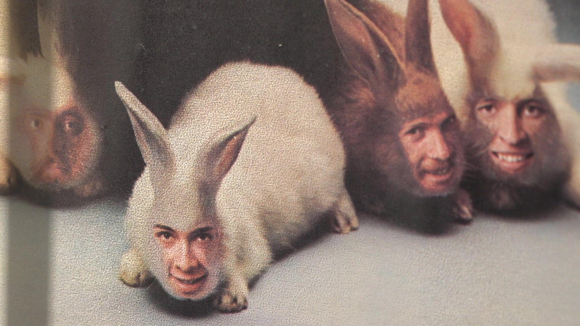 Rabbits with men's faces