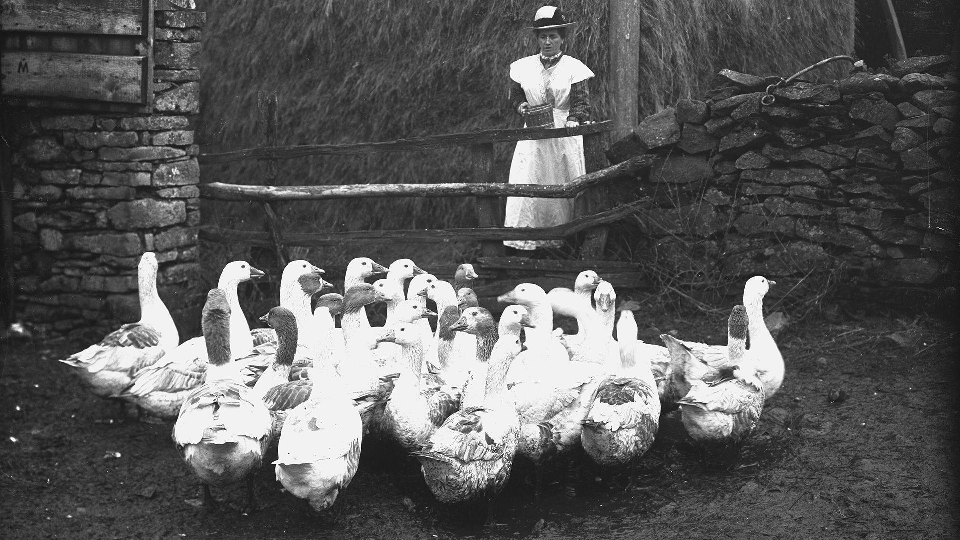 Hen lun du a gwyn o ddynes gyda gwyddau